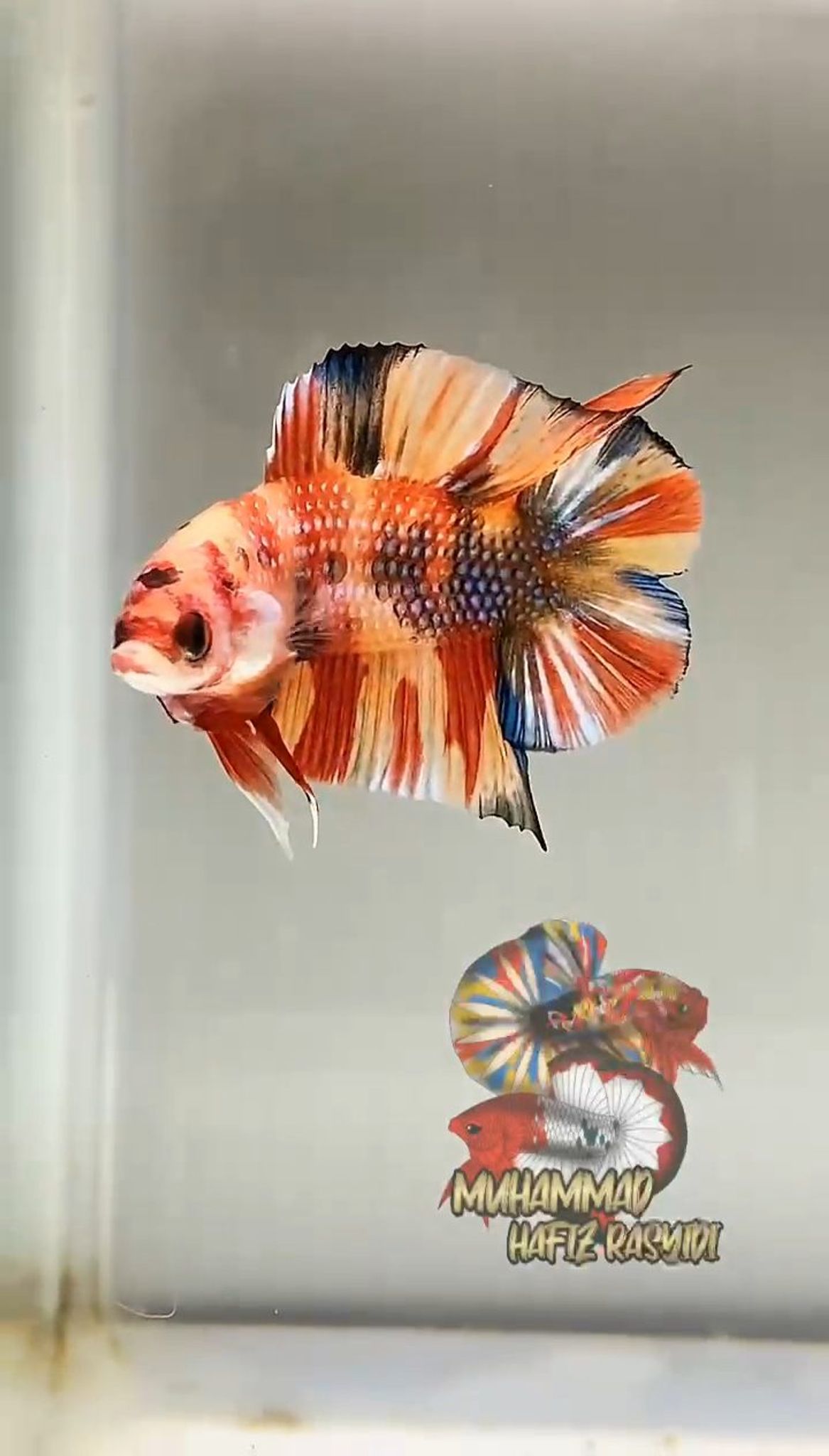 Dtpk multicolor