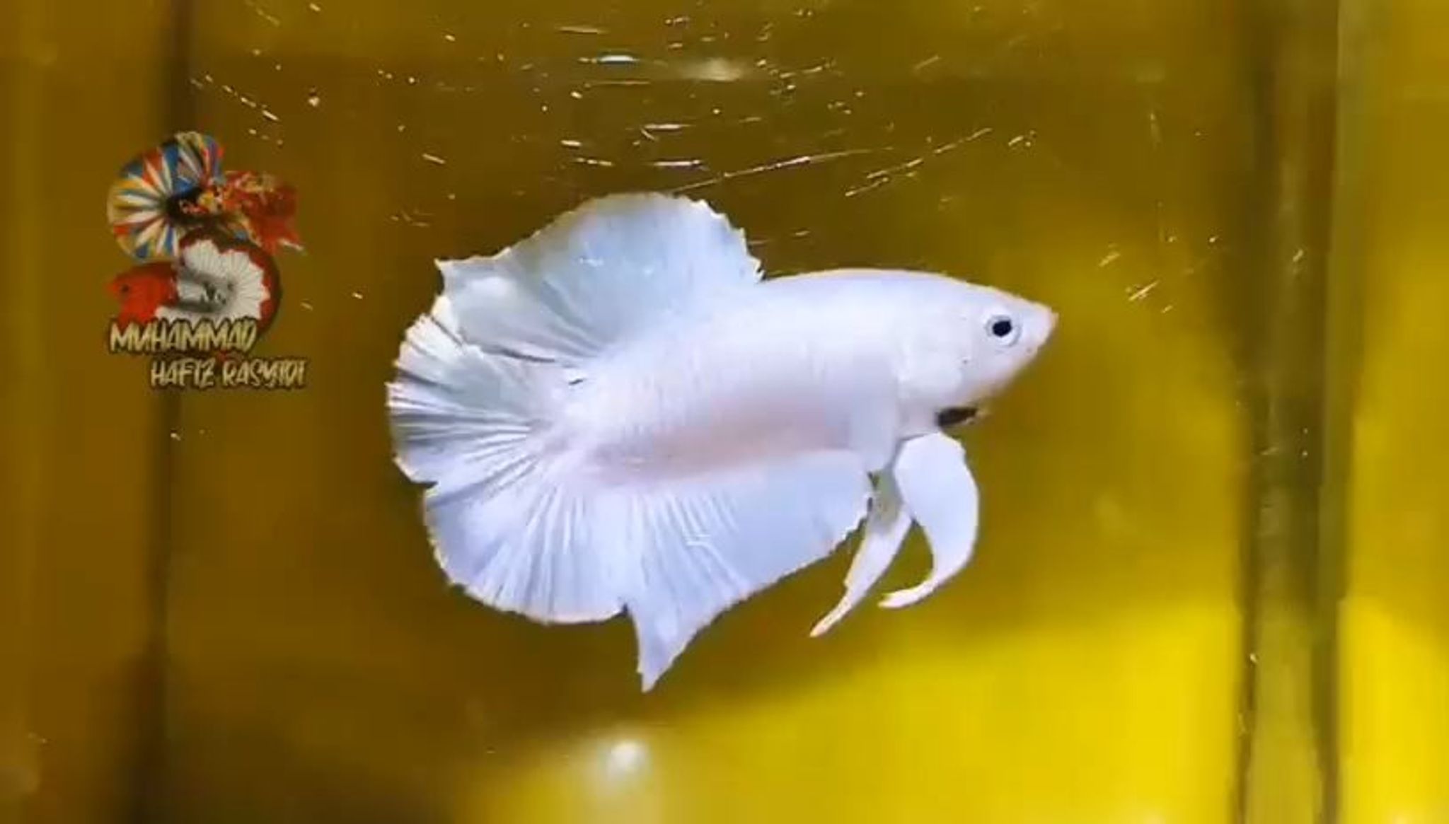 Dtpk white platinum