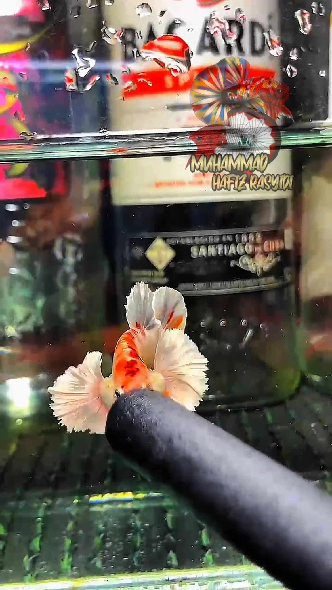Dumbo Ears Multicolor