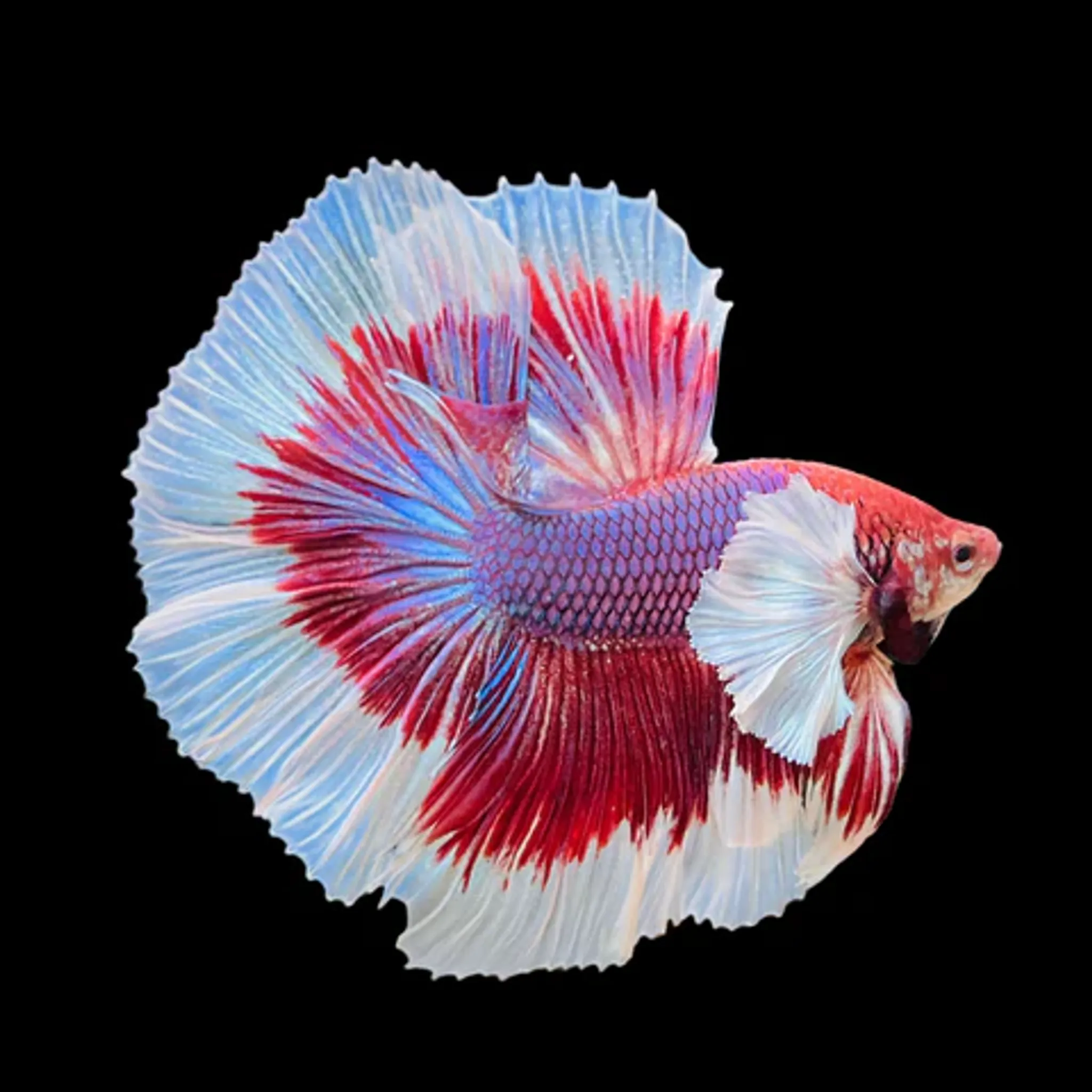 Dumbo Half Moon Male Betta