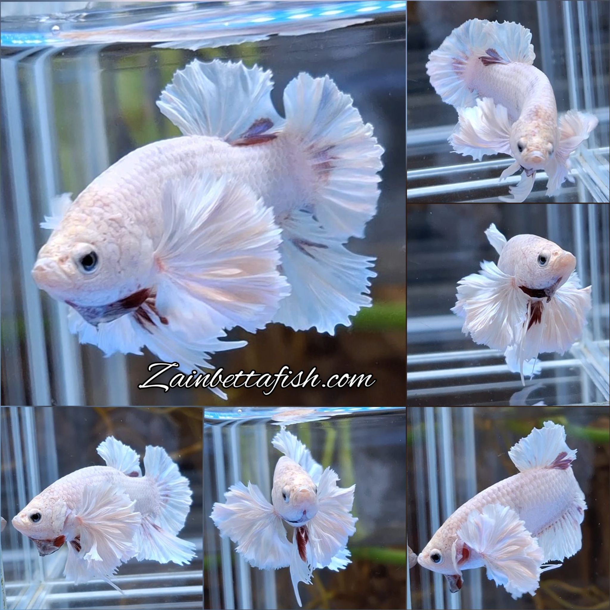 Dumbo Rose Ear Betta Fish