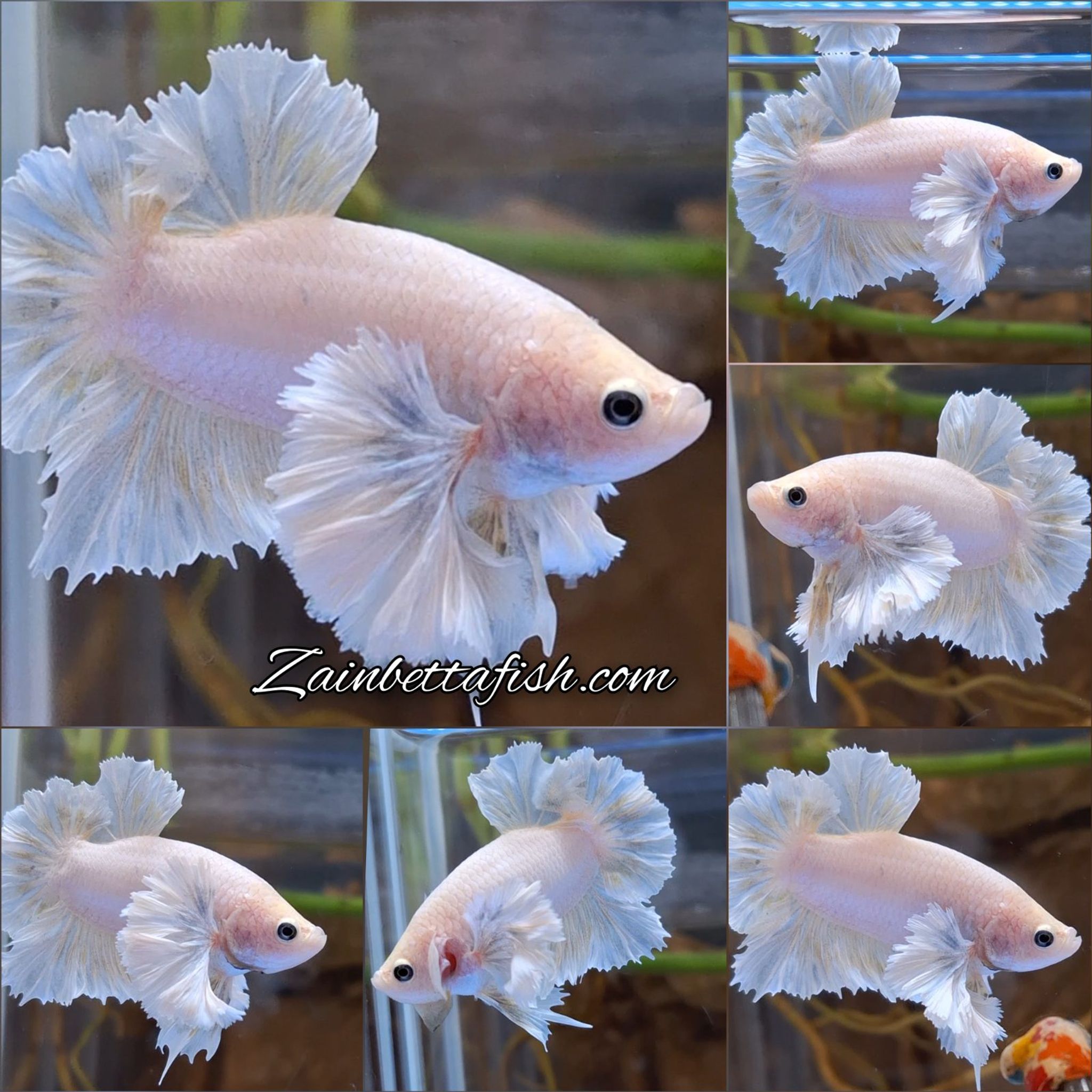 Dumbo Rose Ear Betta Fish