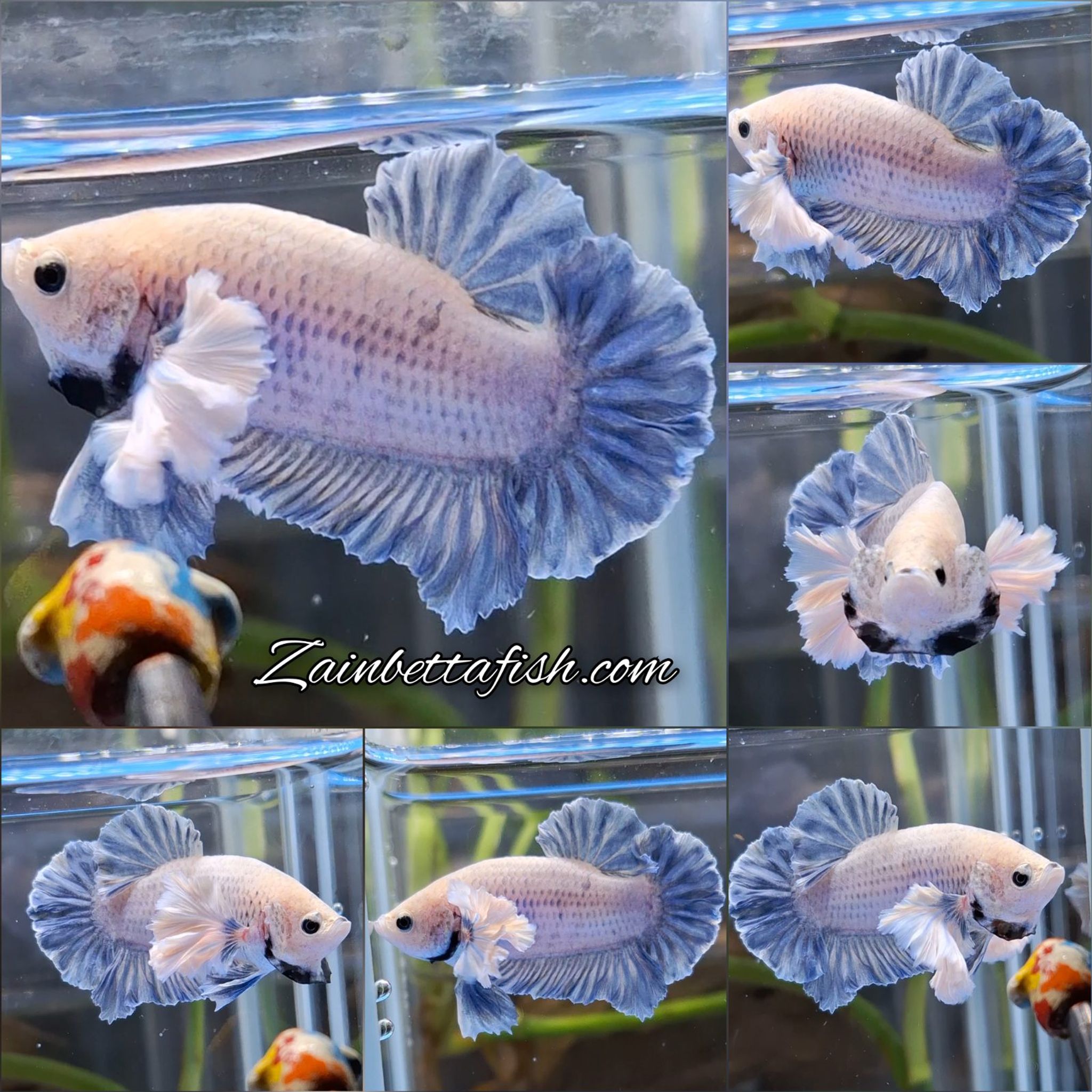 Dumbo Rose Ear King Grizzle Betta Fish