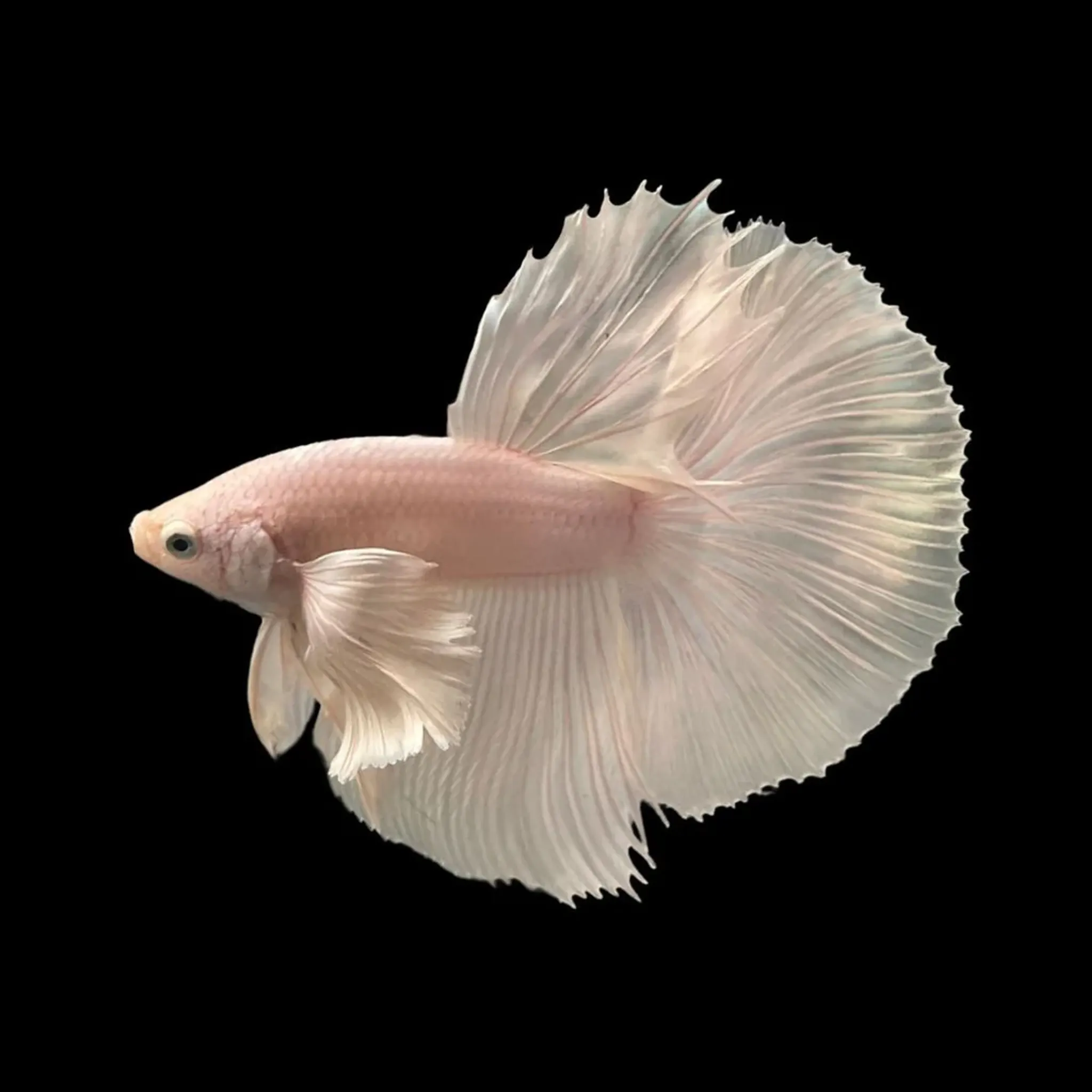 Dumbo White Halfmoon Male Betta