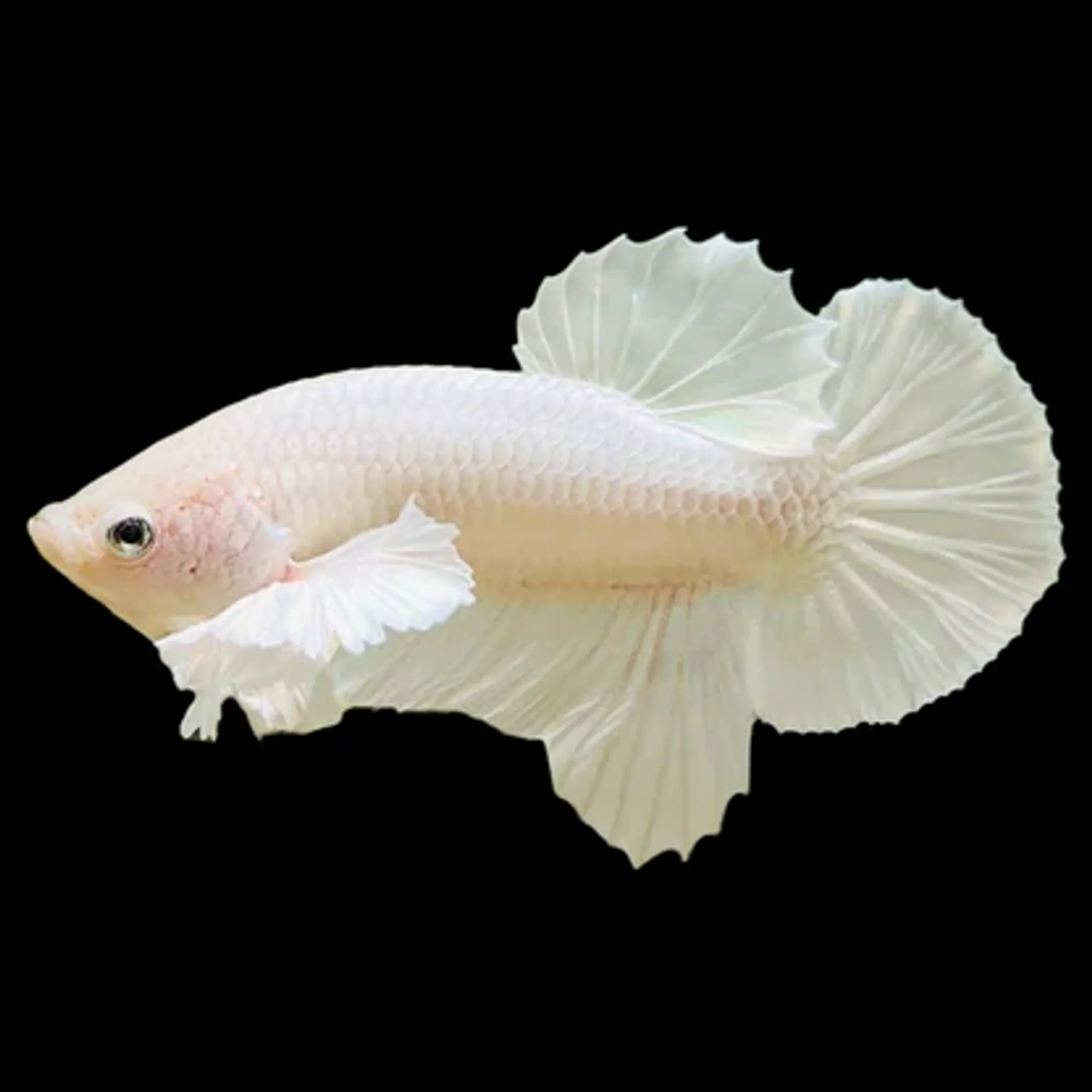 Dumbo White Plakat Male Betta
