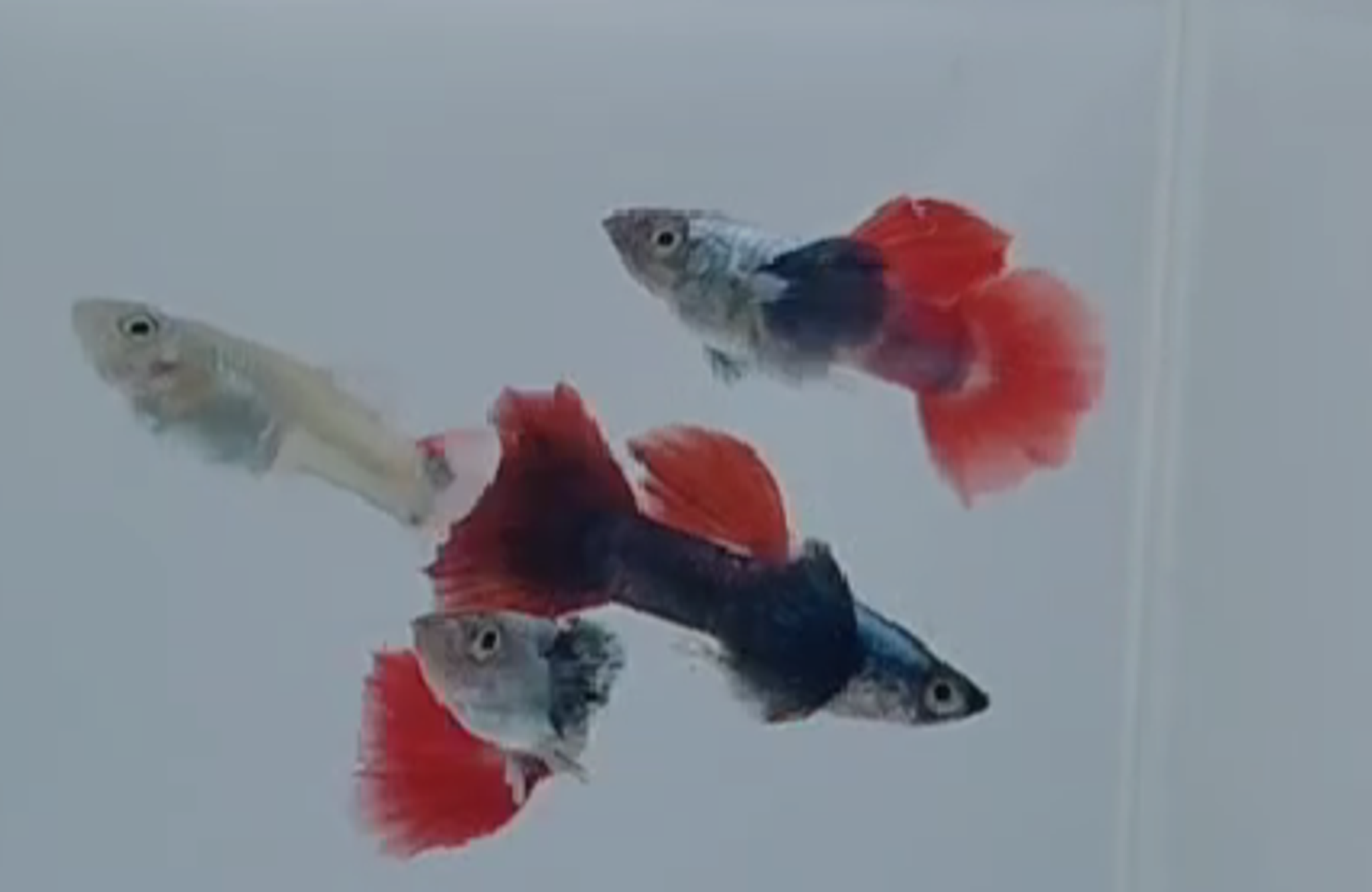 Dumbo big ears pair