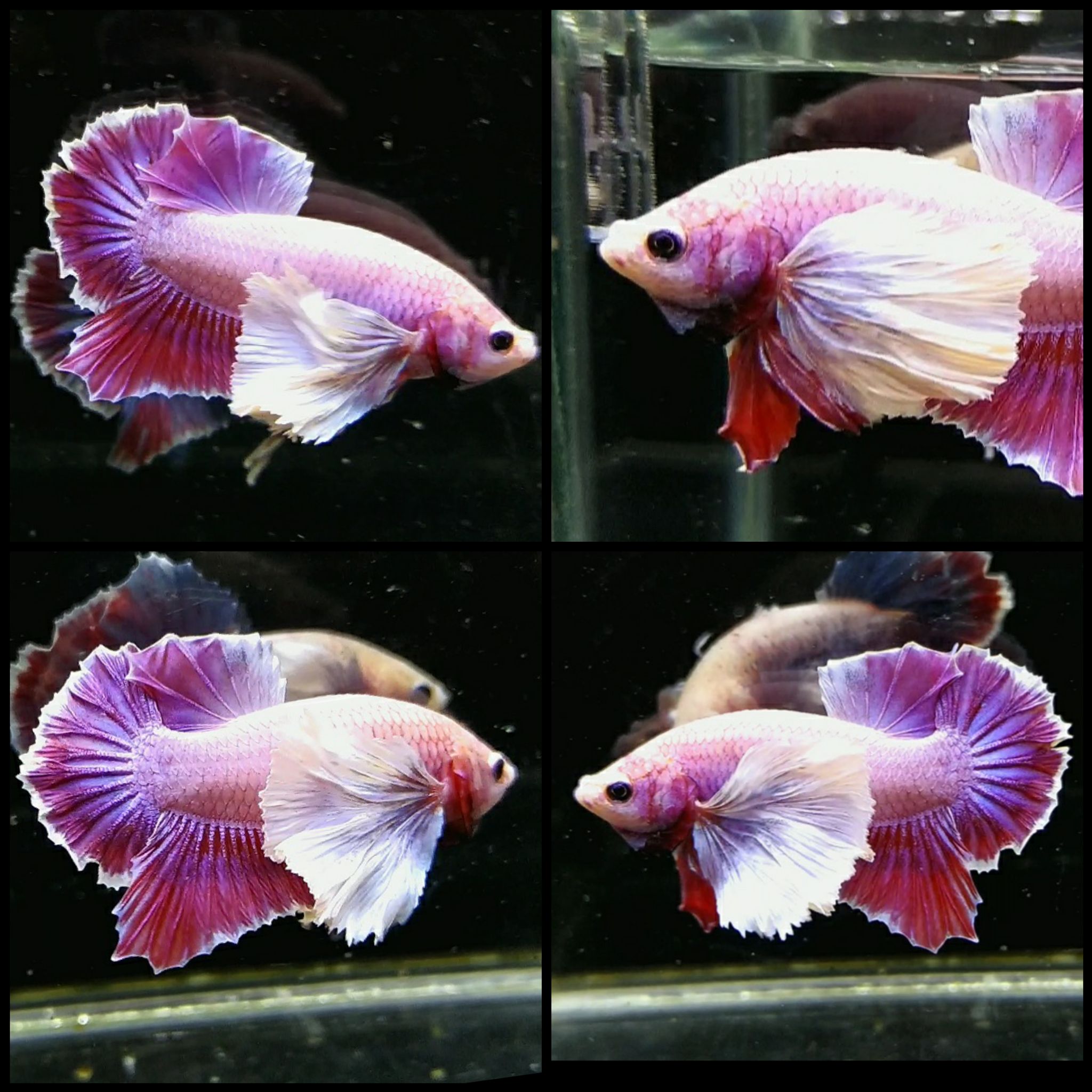 Dumbo ear Rose pink