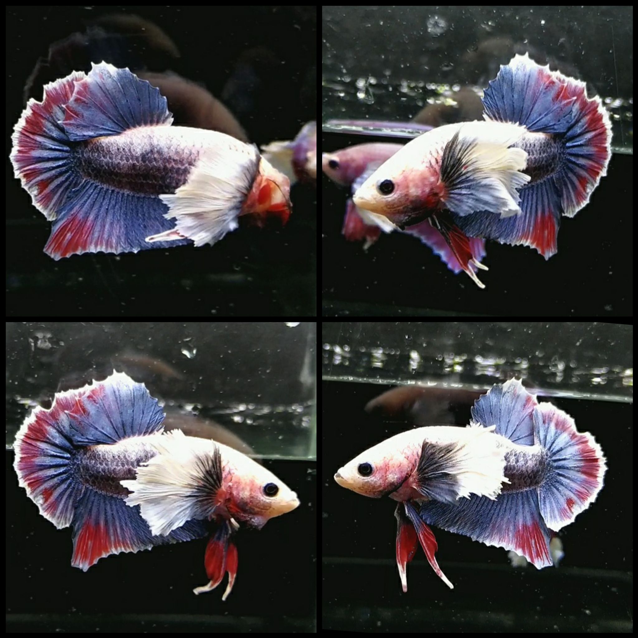Dumbo ear mascot