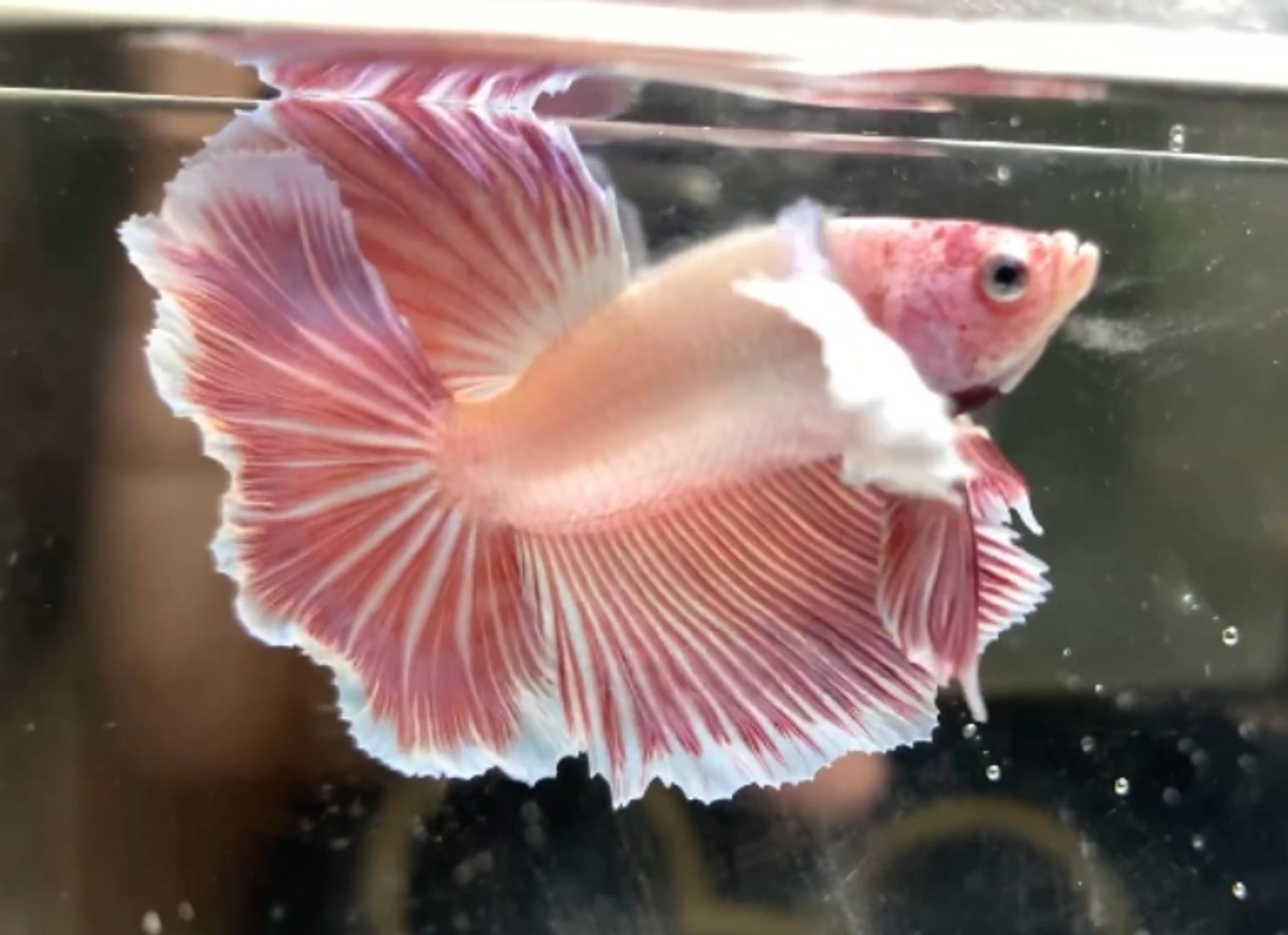 Dumbo ear pink