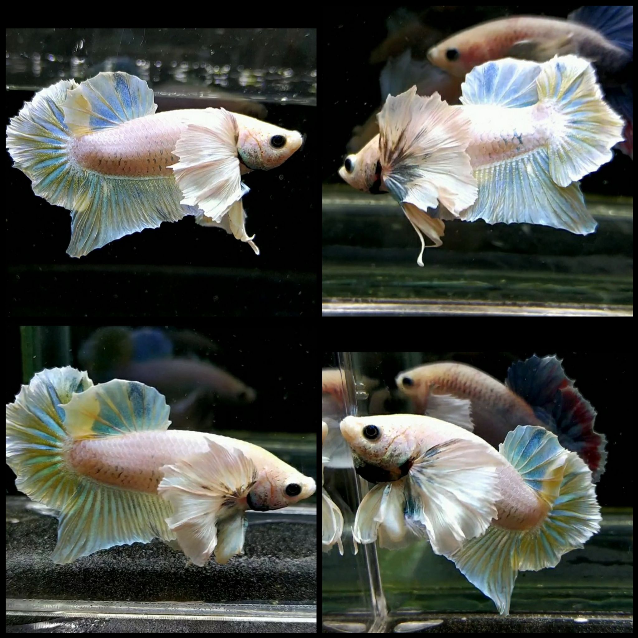 Dumbo ear unicorn