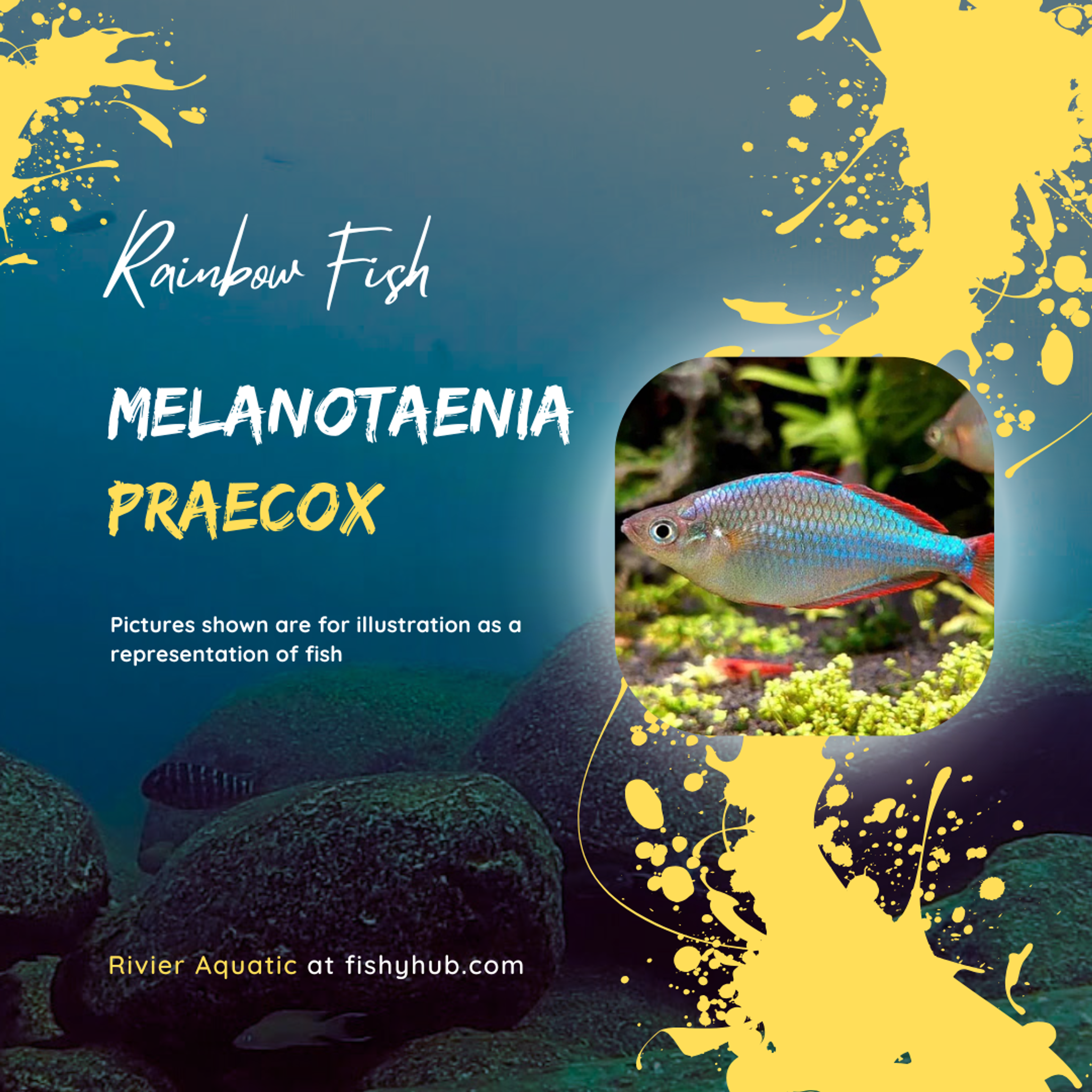Dwarf Neon Rainbowfish (Melanotaenia Praecox)