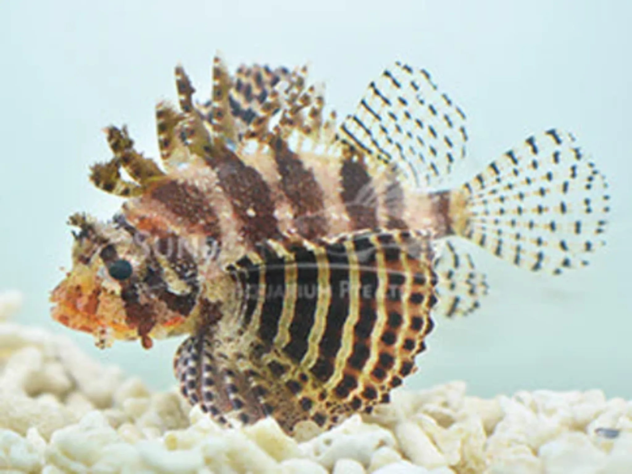 Dwarf lionfish Marine 6-7cm