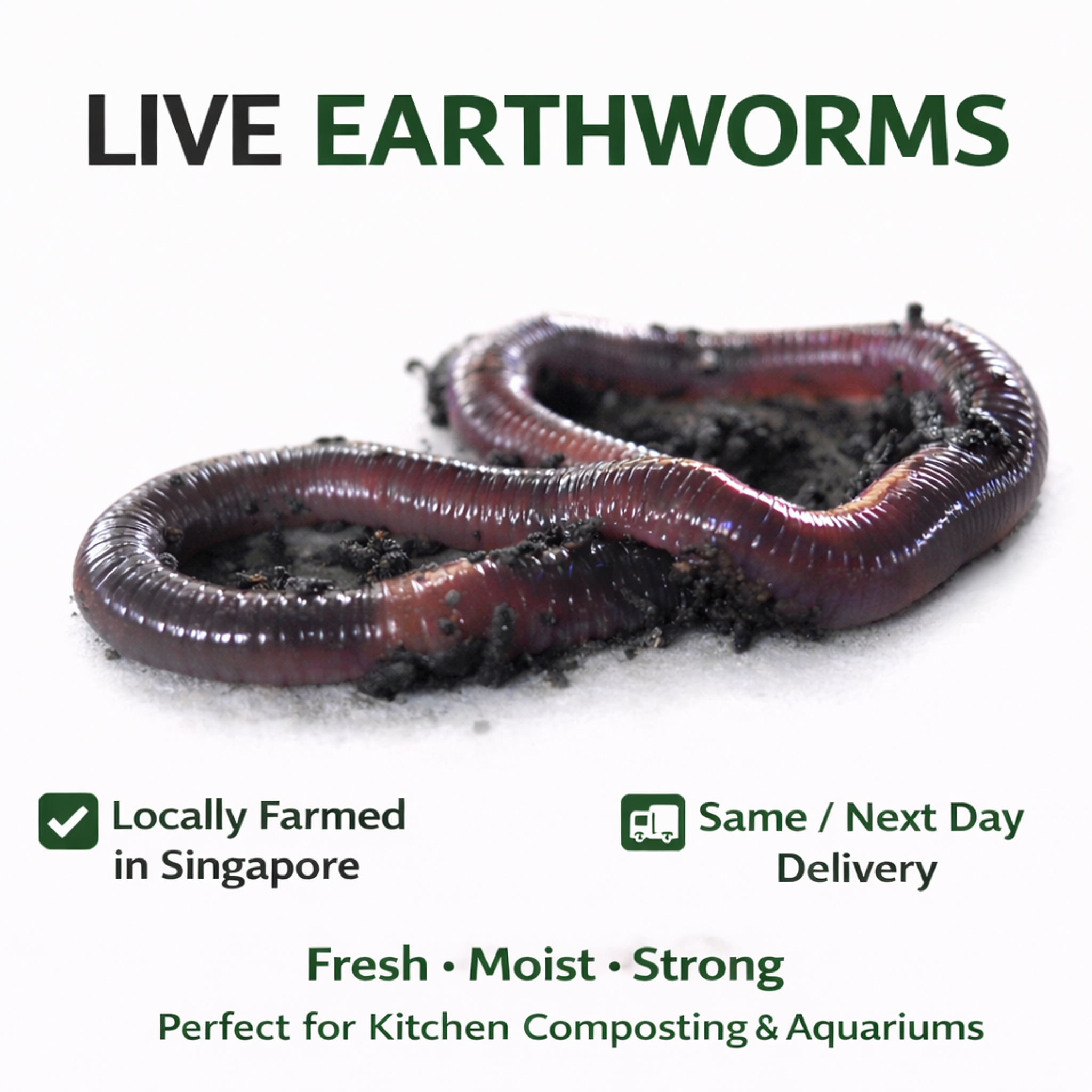 Earthworms(ANC)
