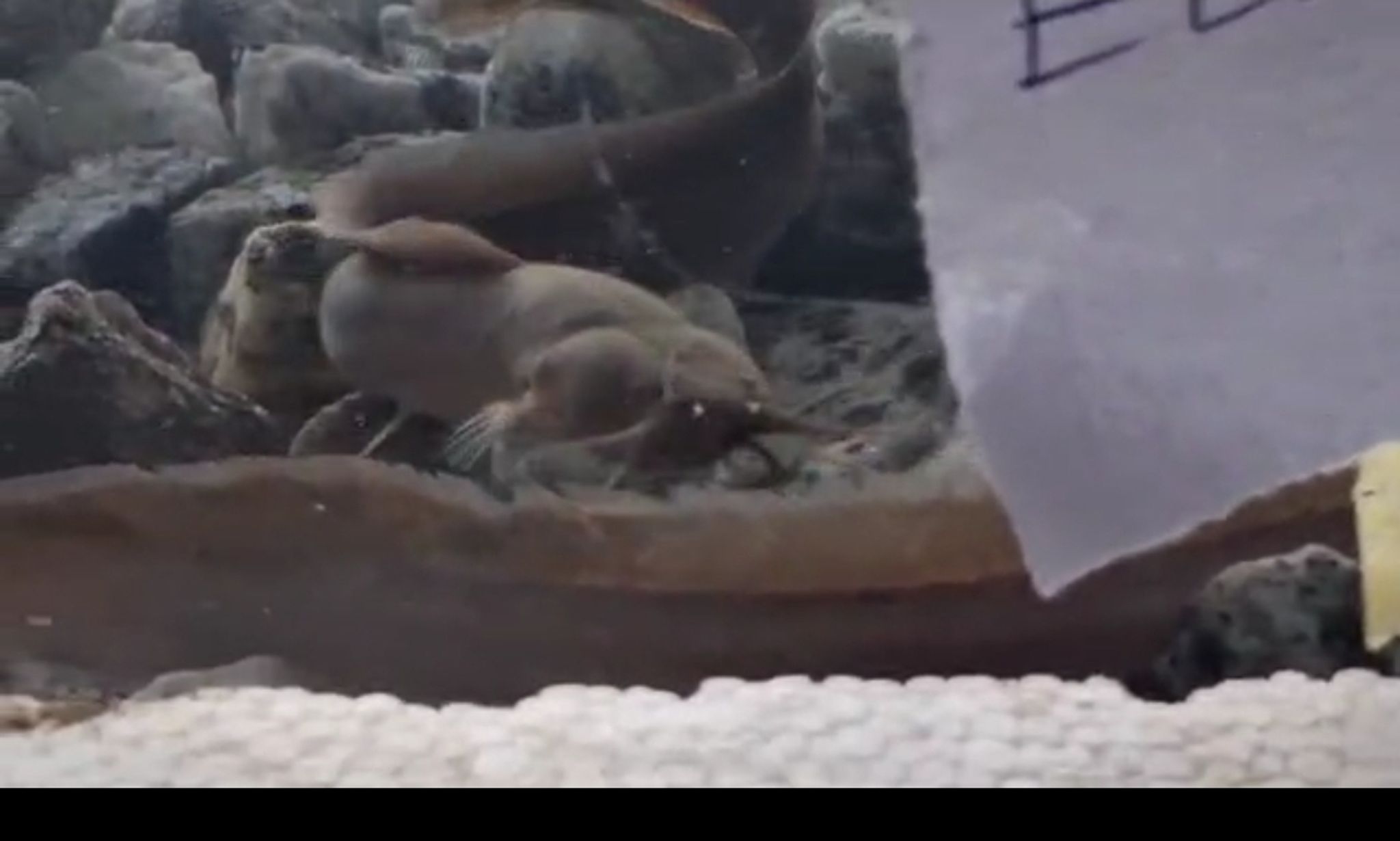 Eel cat (Channalabes apus)