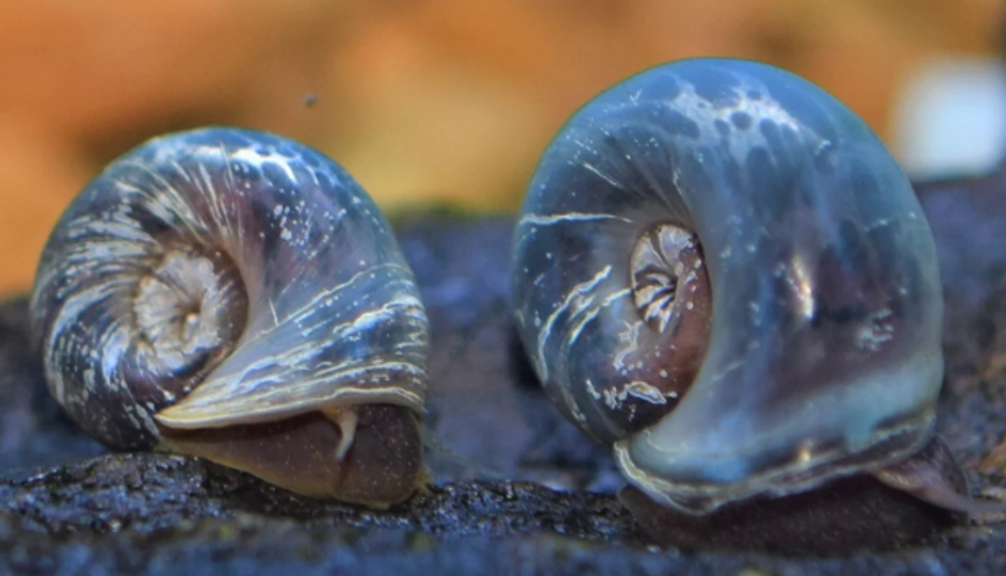 Electric Blue Ramhorn Snail