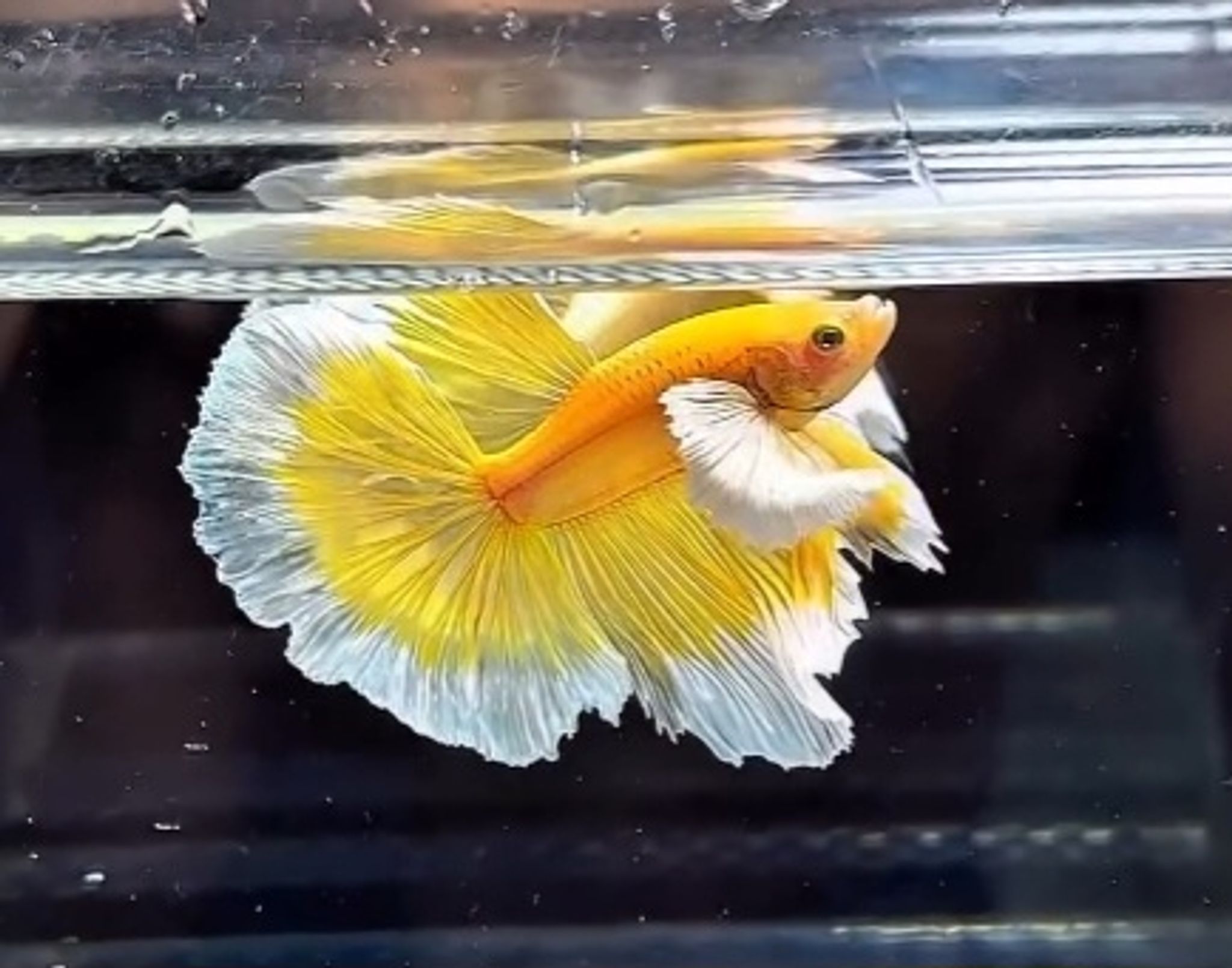 Elephant Ear Gold Butterfly Betta