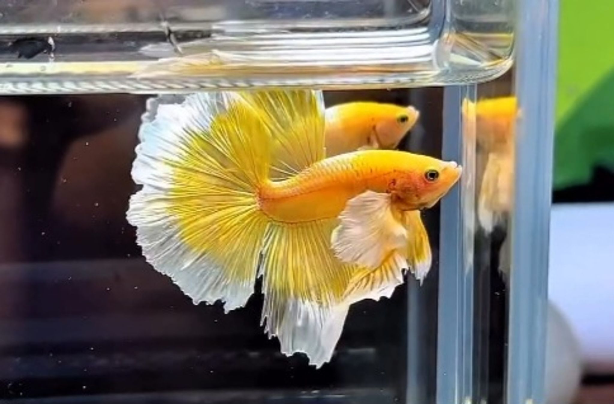 Elephant Ear Gold Butterfly Betta