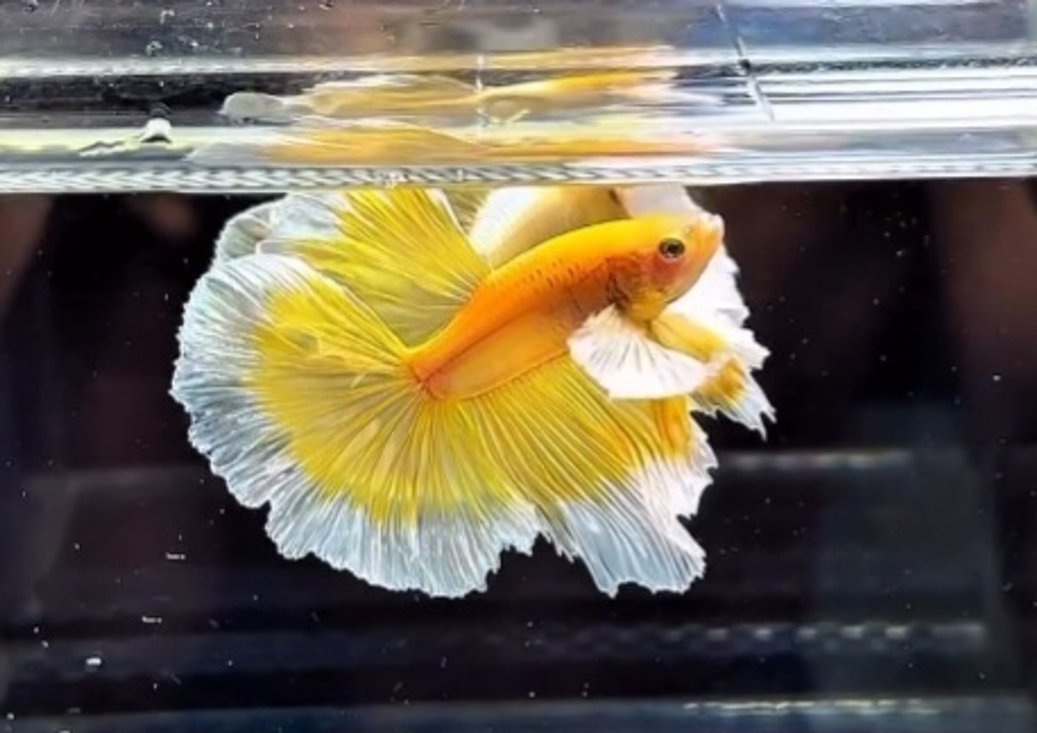 Elephant Ear Gold Butterfly Betta