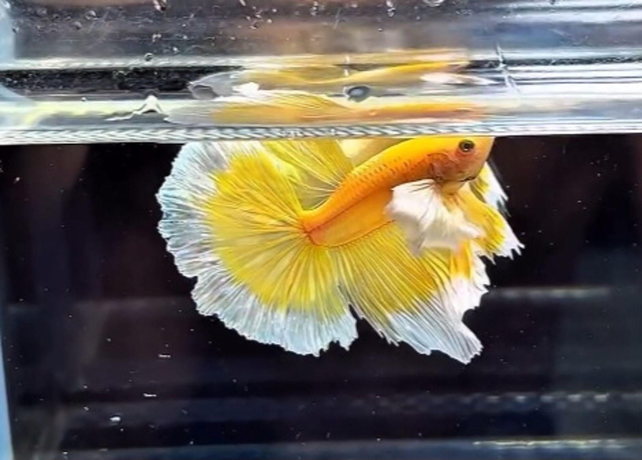 Elephant Ear Gold Butterfly Betta