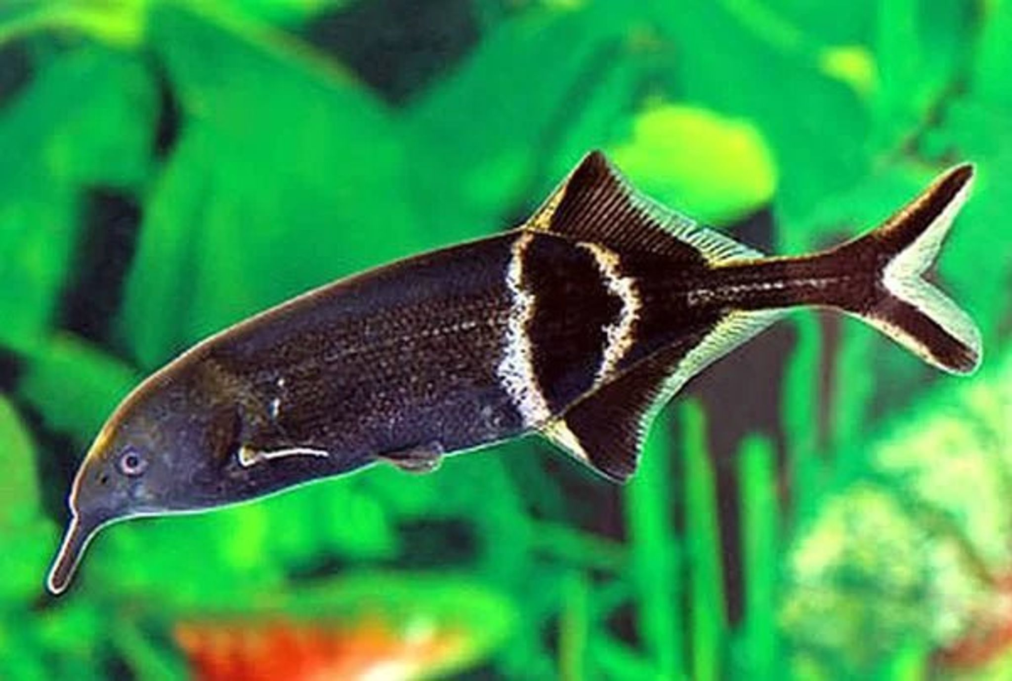 Elephant nose fish