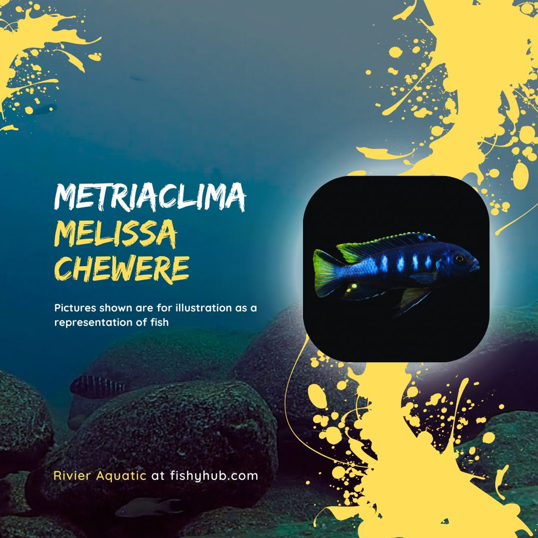 Elongatus Chewere Cichlid (Metriaclima Melissa Chewere)