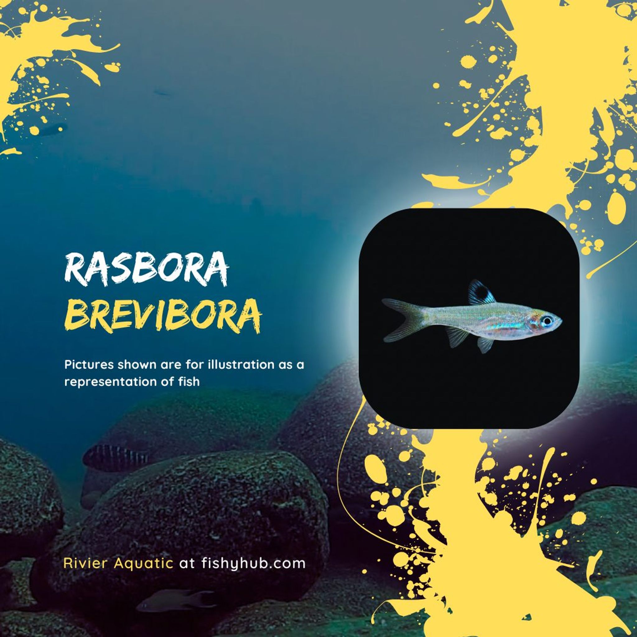 Emerald Eye Rasbora (Rasbora Brevibora)