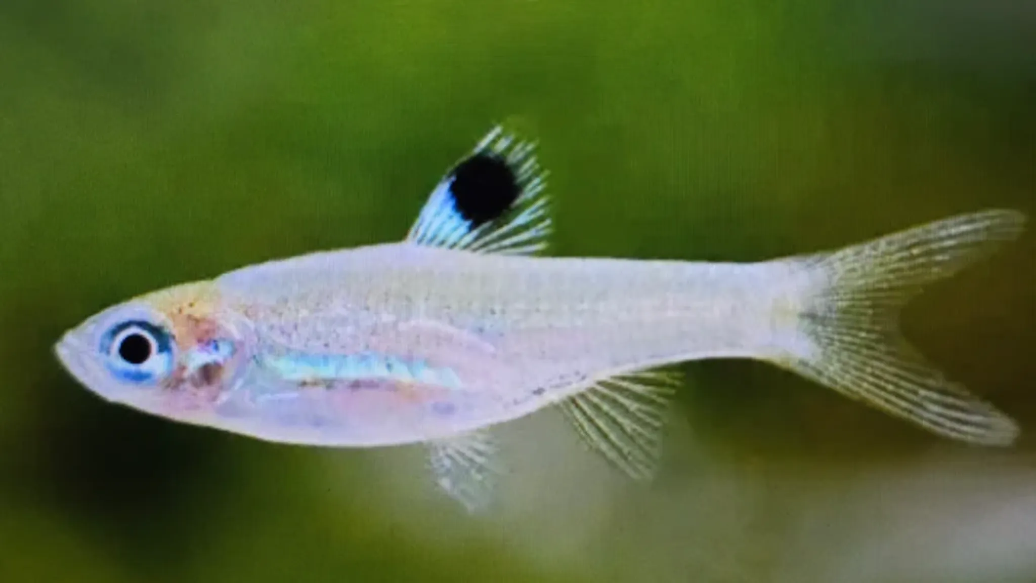 Emerald eye rasbora 1.5cm