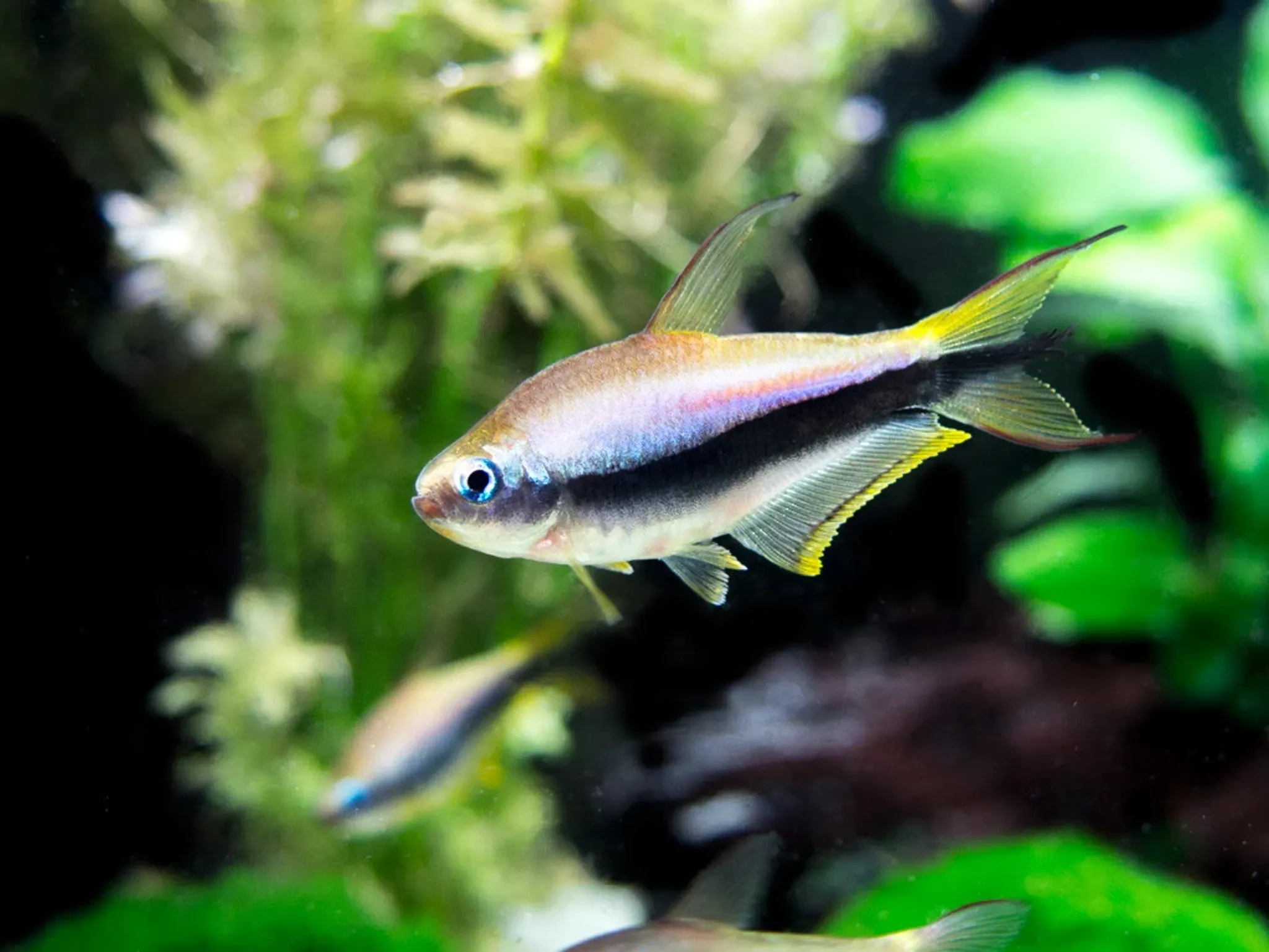 Emperor Tetra