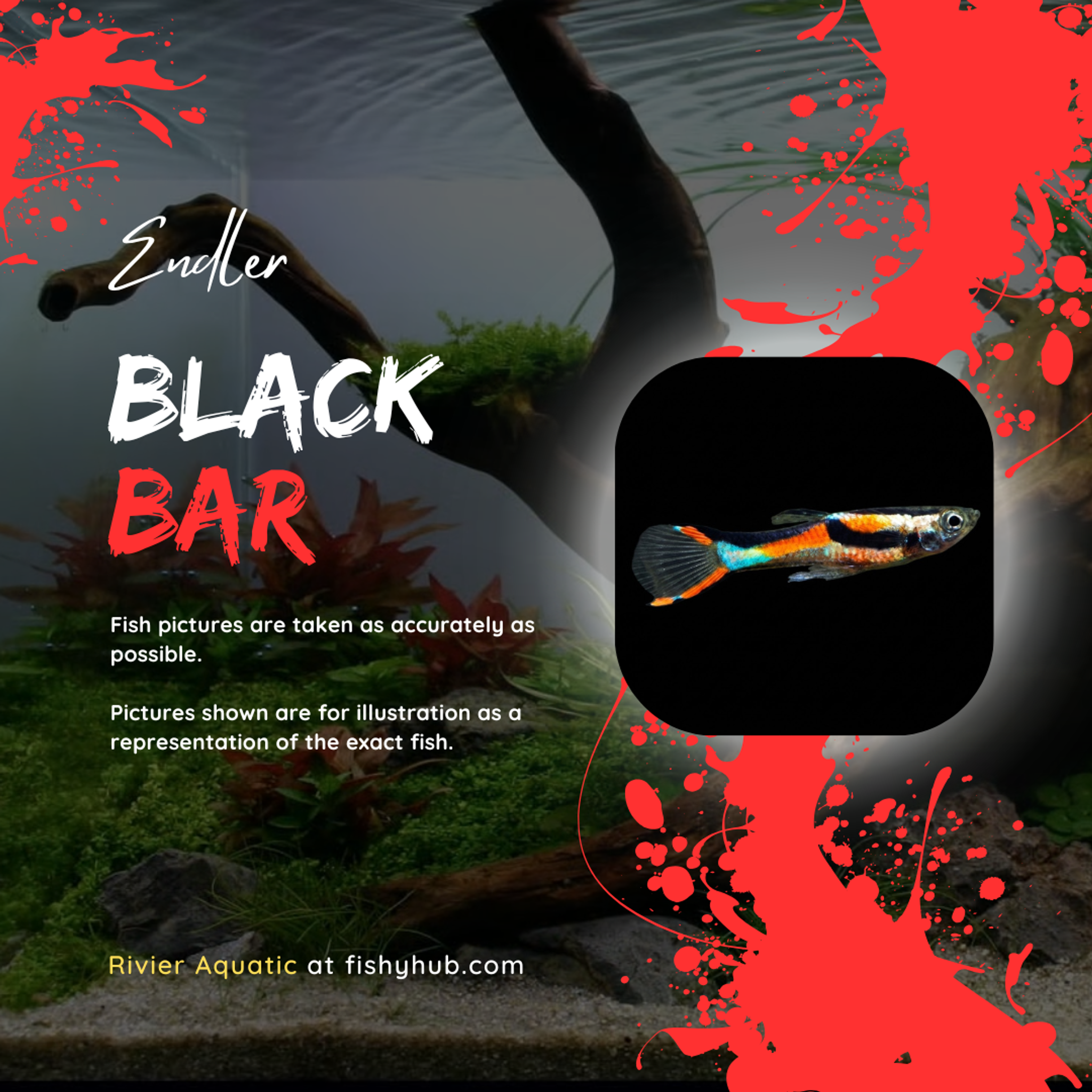 Endler Black Bar