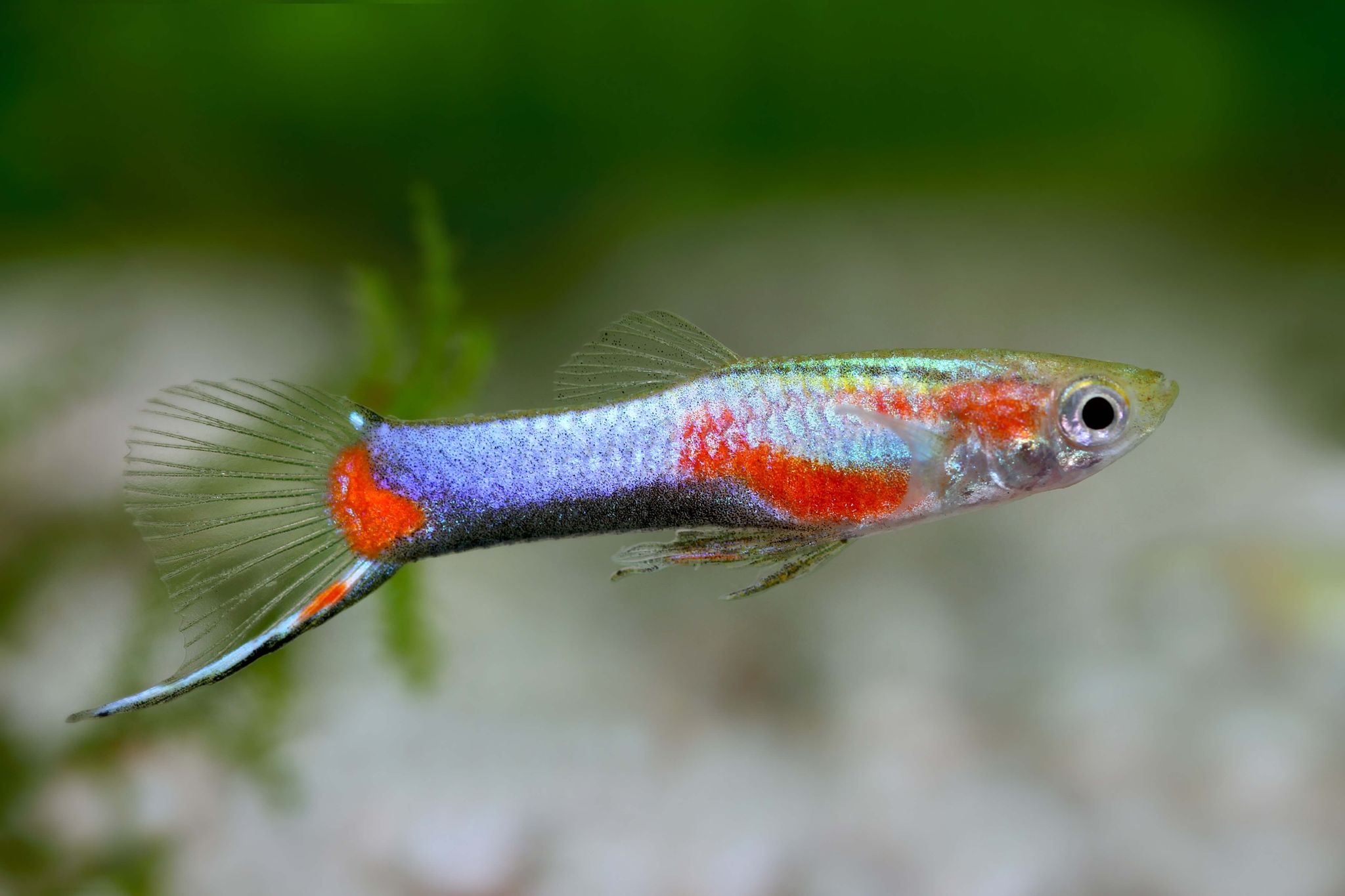 Higher Care Endler Blue Star Guppy