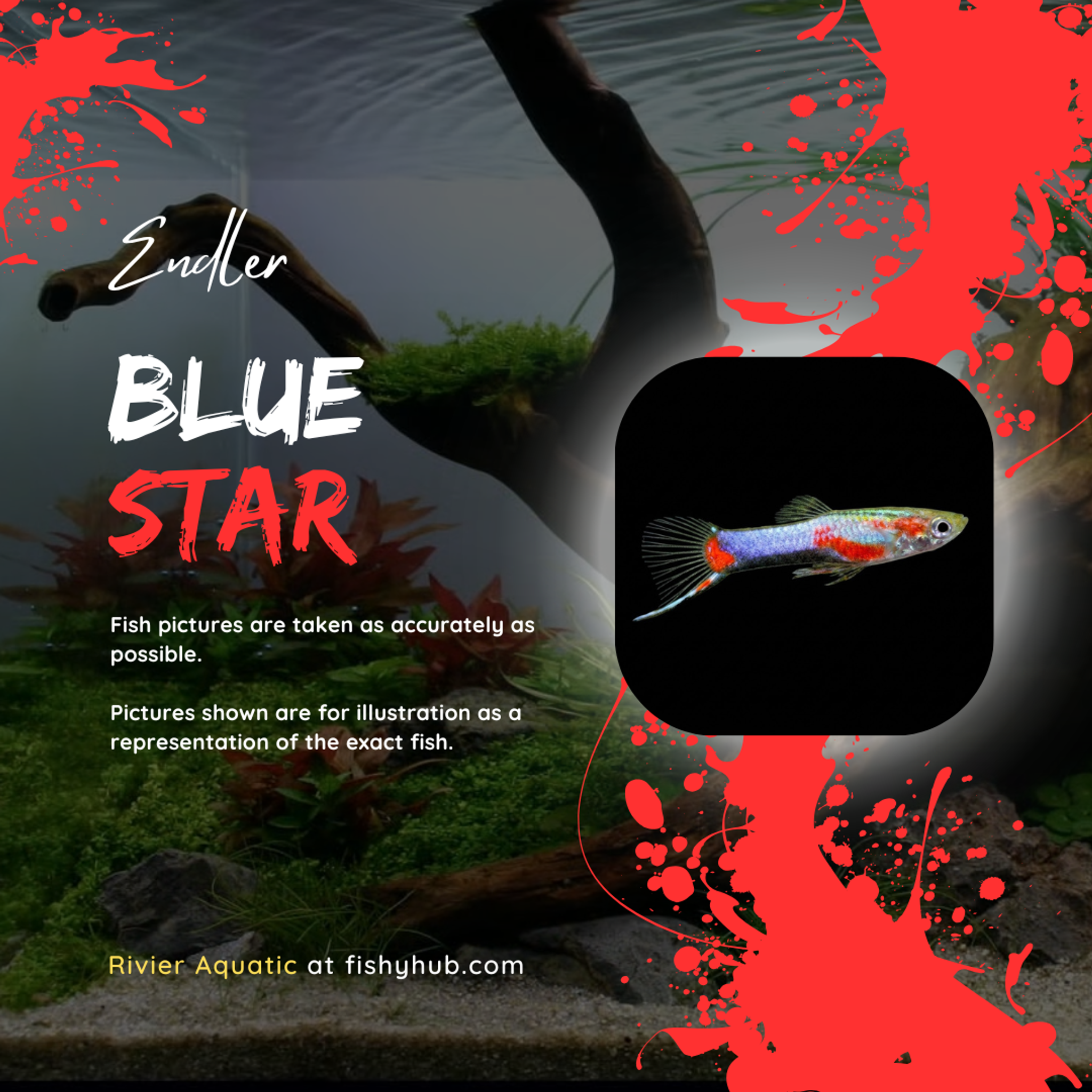 Endler Blue Star