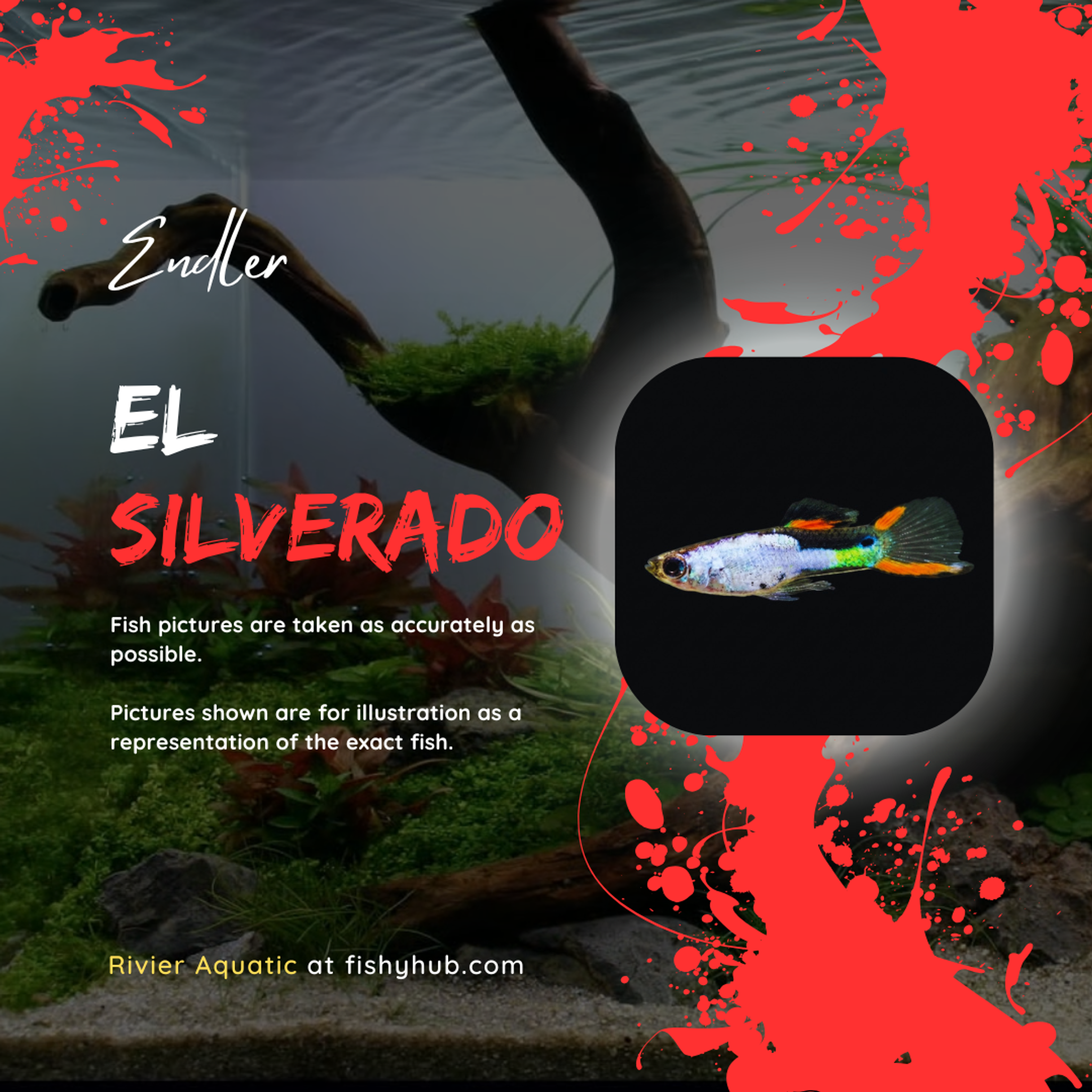 Endler El Silverado
