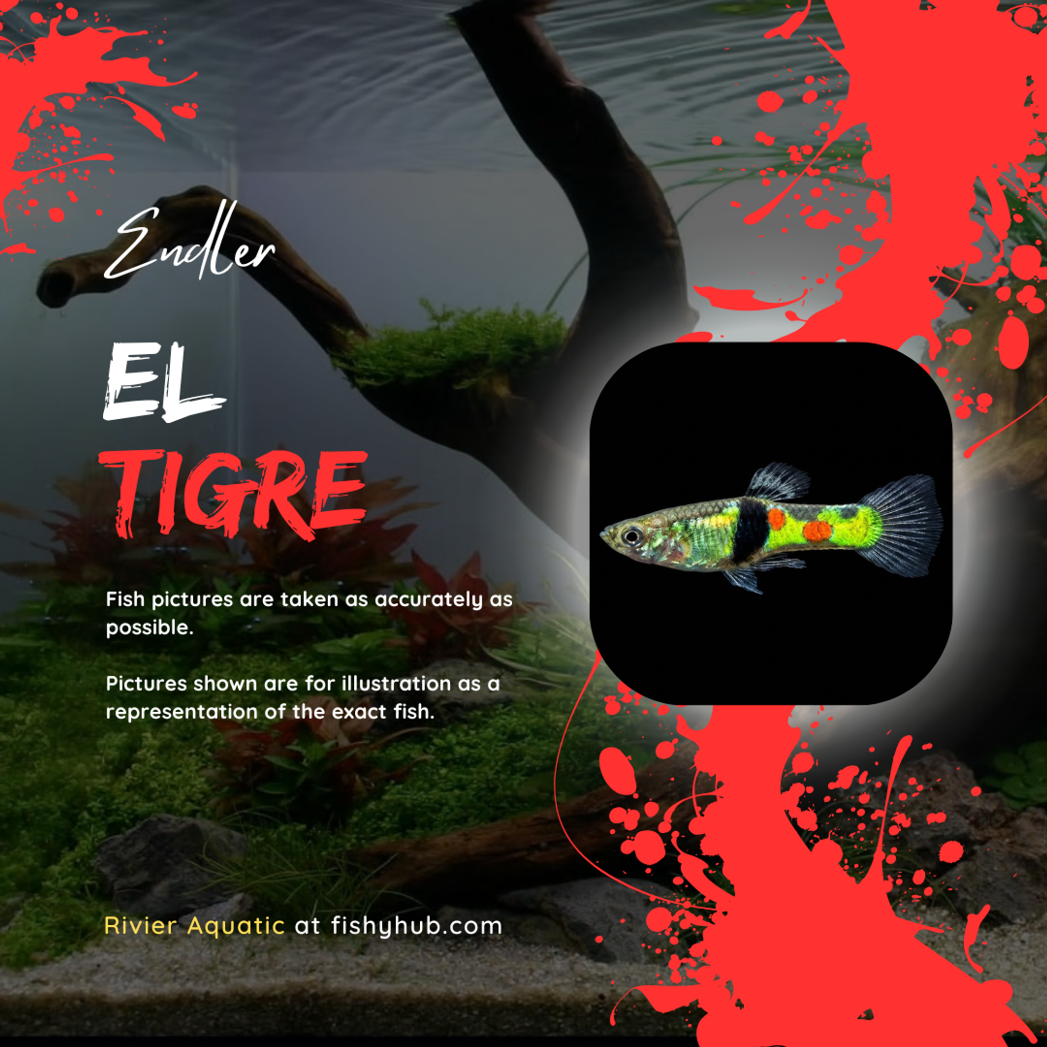 Endler El Tigre