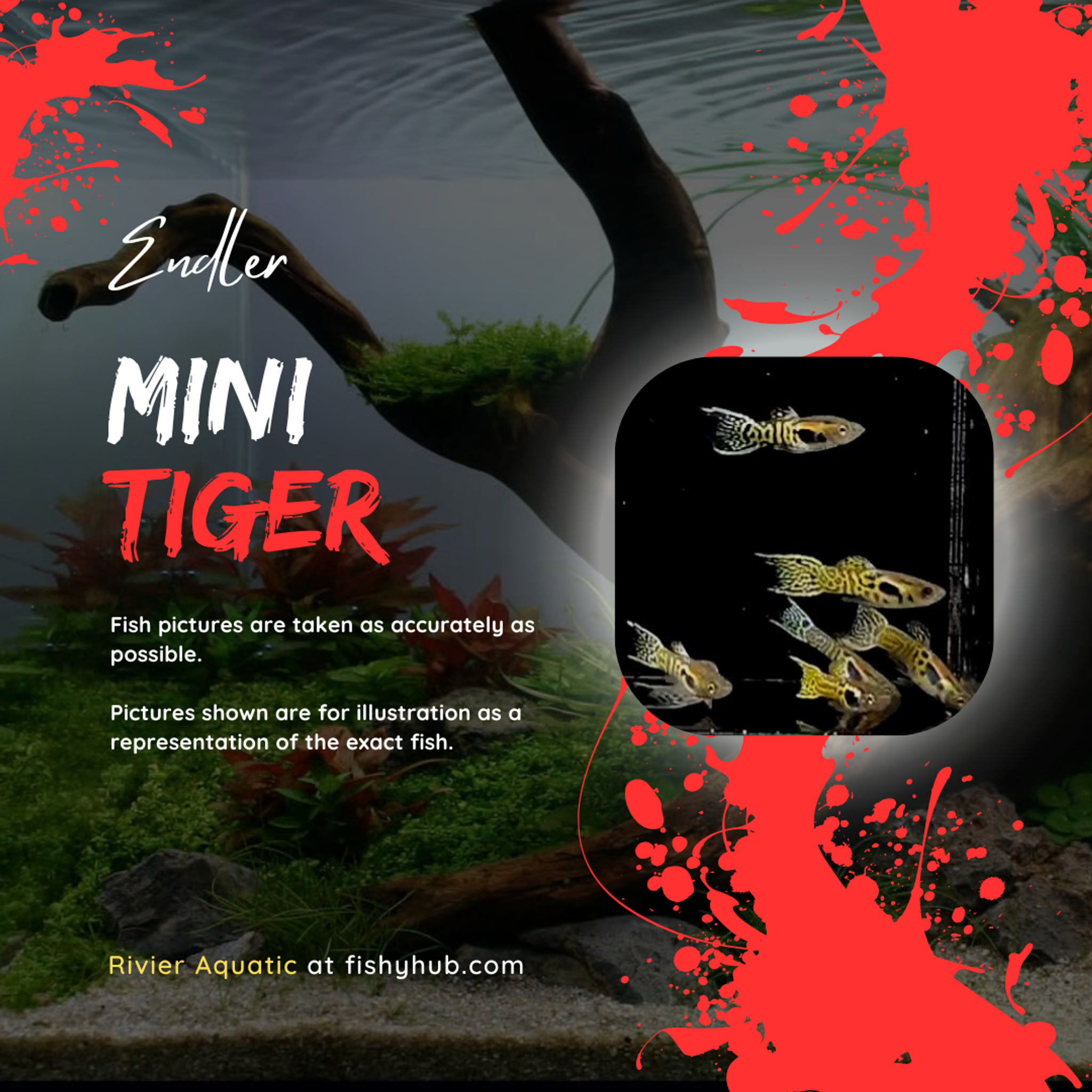 Endler Mini Tiger
