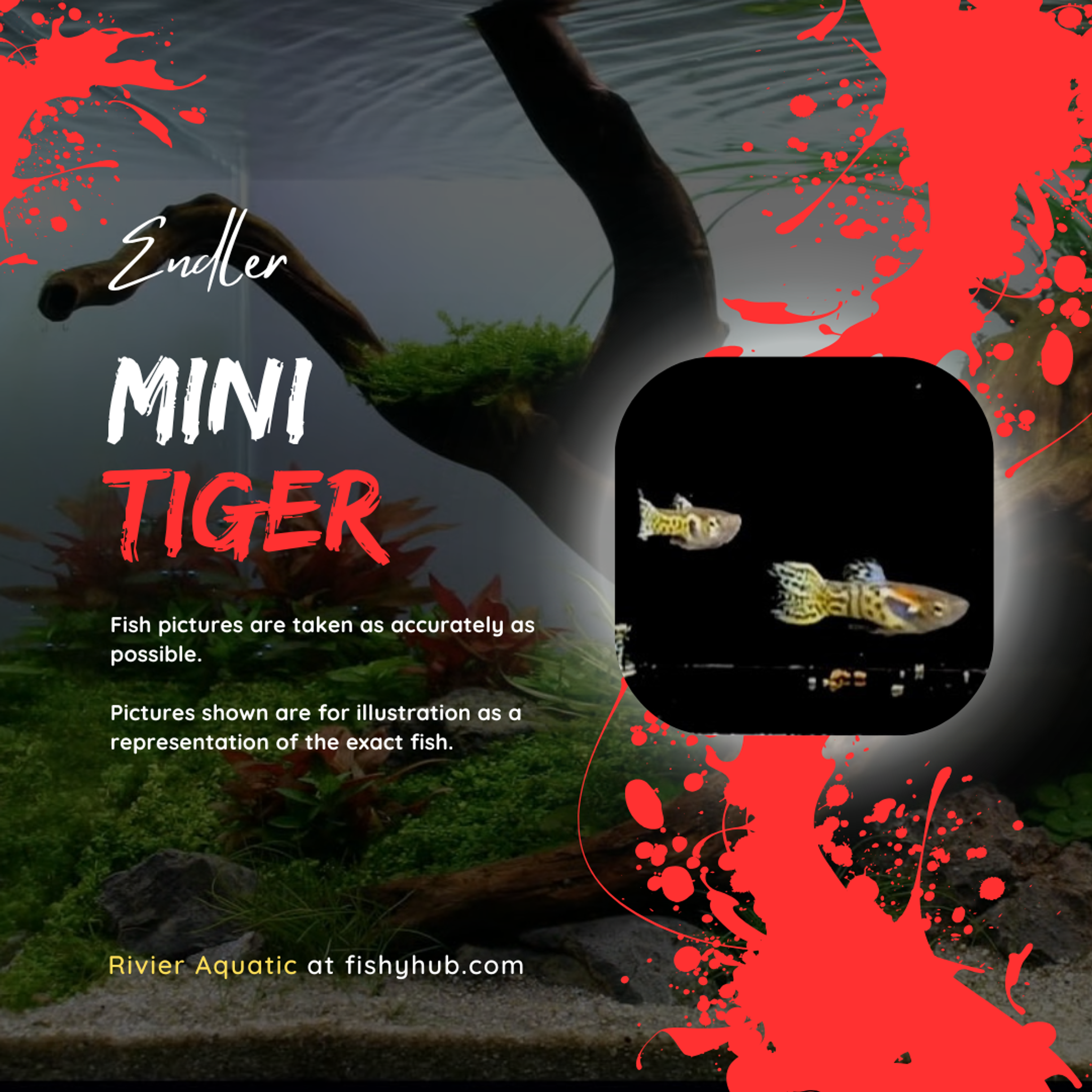 Endler Mini Tiger