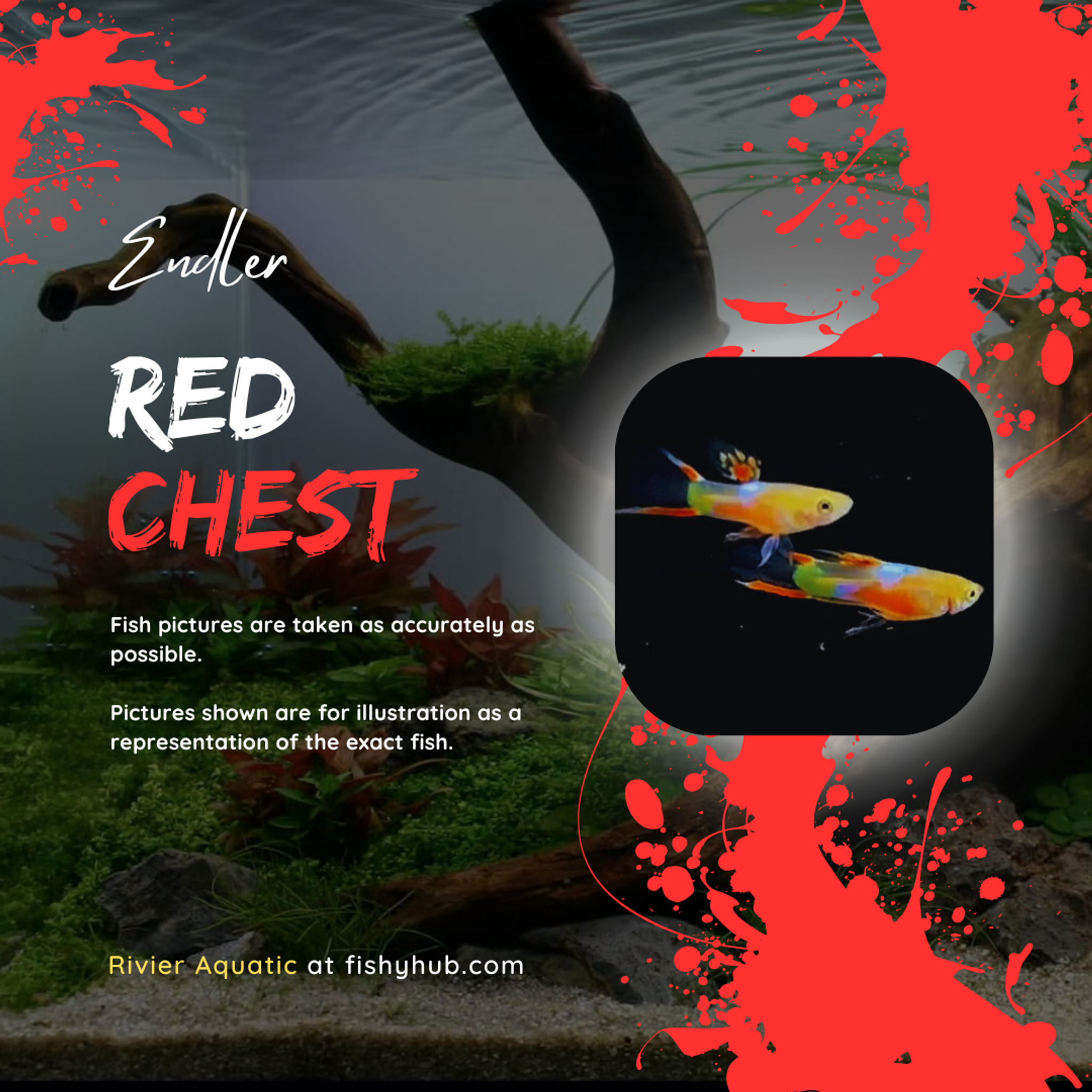 Endler Red Chest