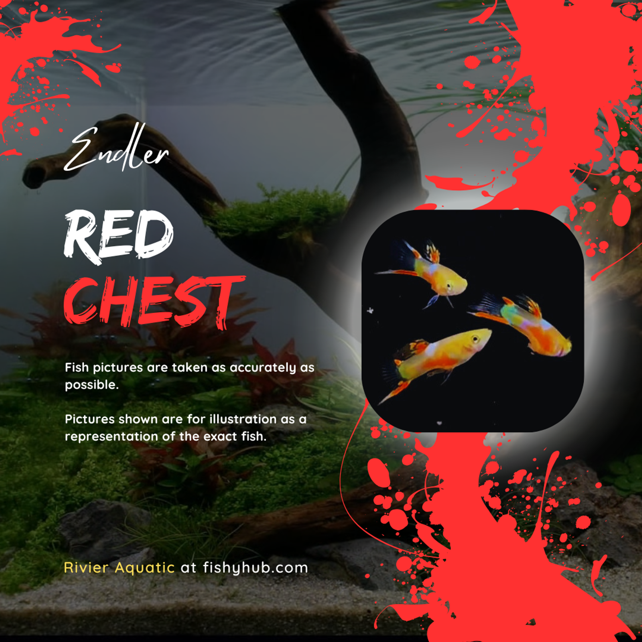 Endler Red Chest