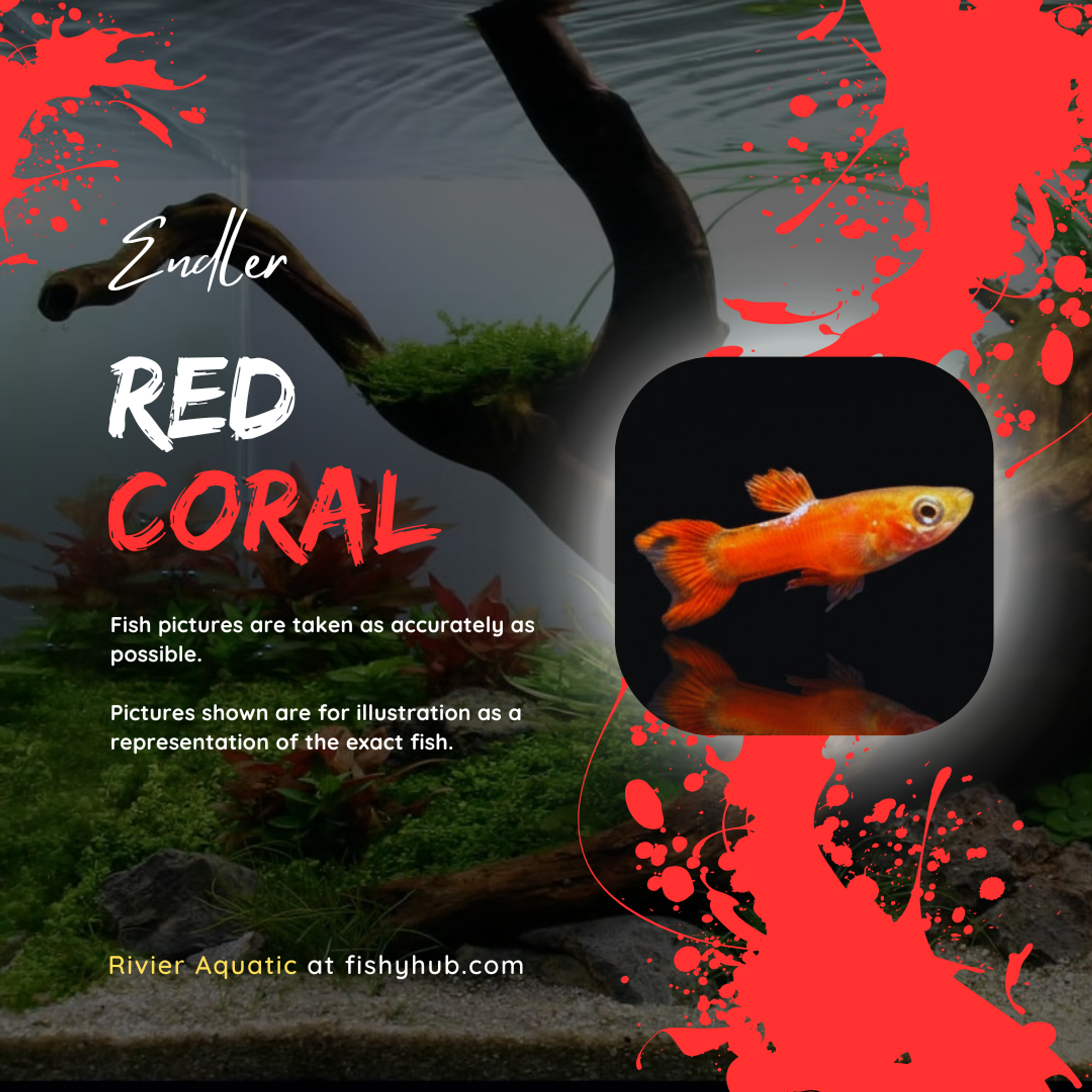 Endler Red Coral