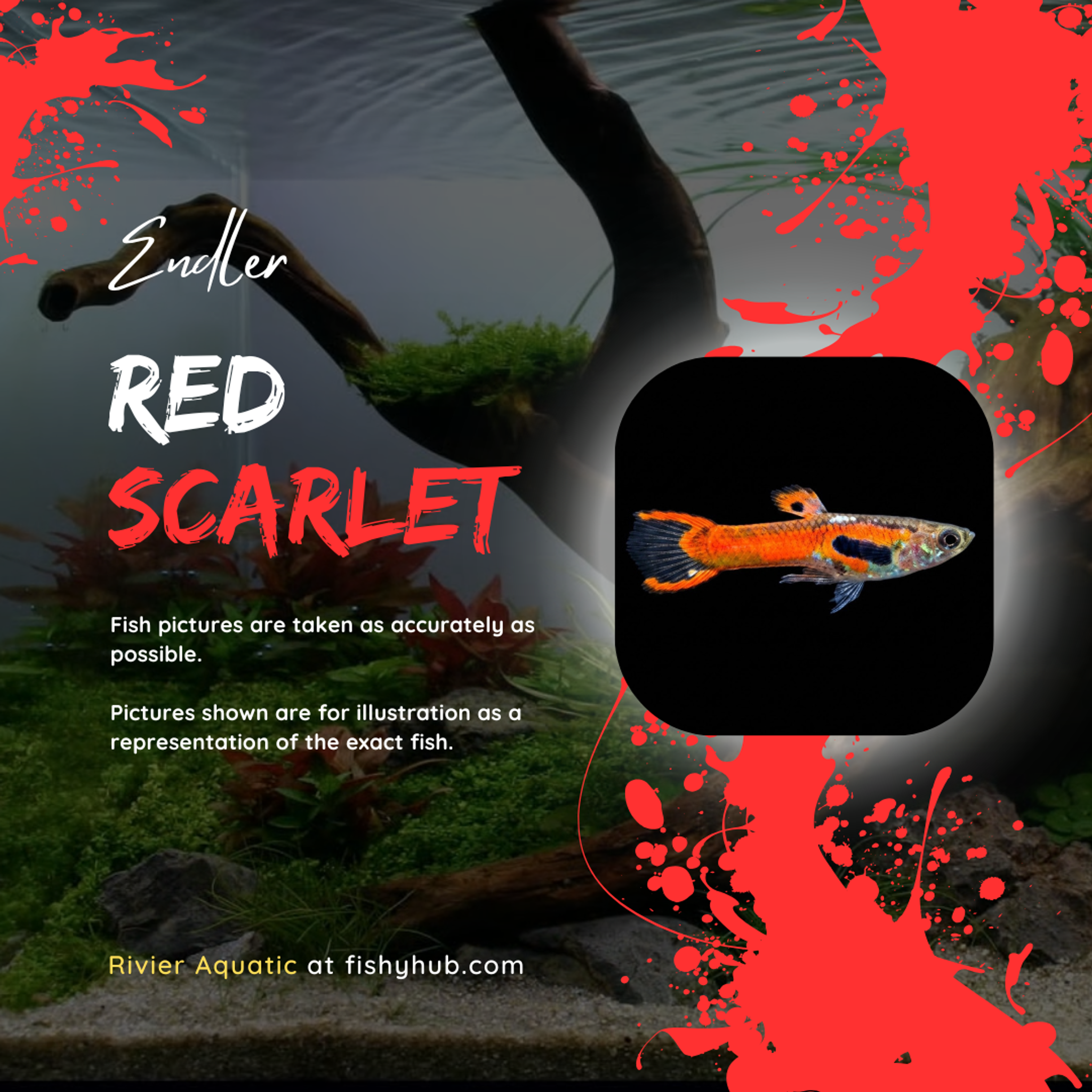 Endler Red Scarlet