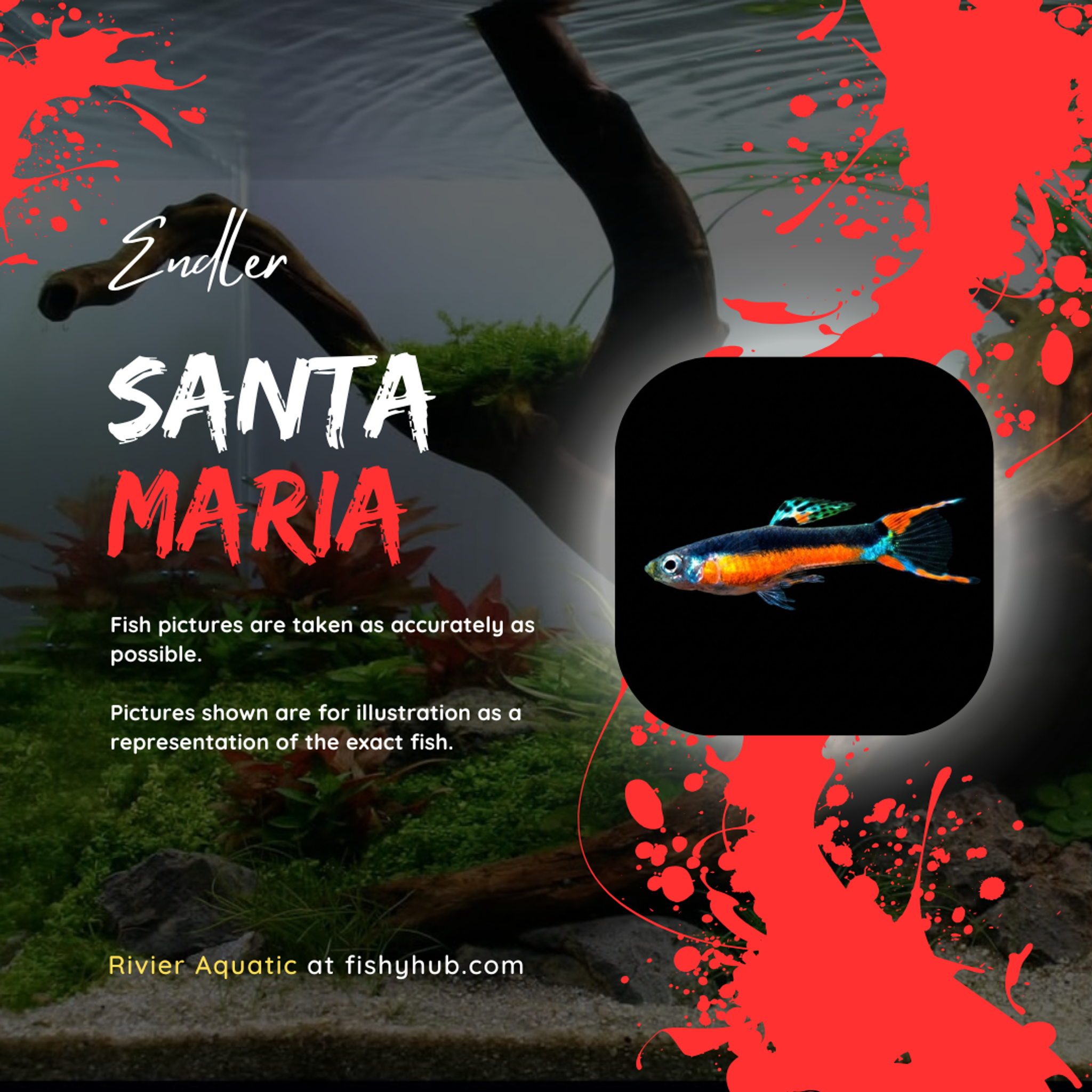 Endler Santa Maria