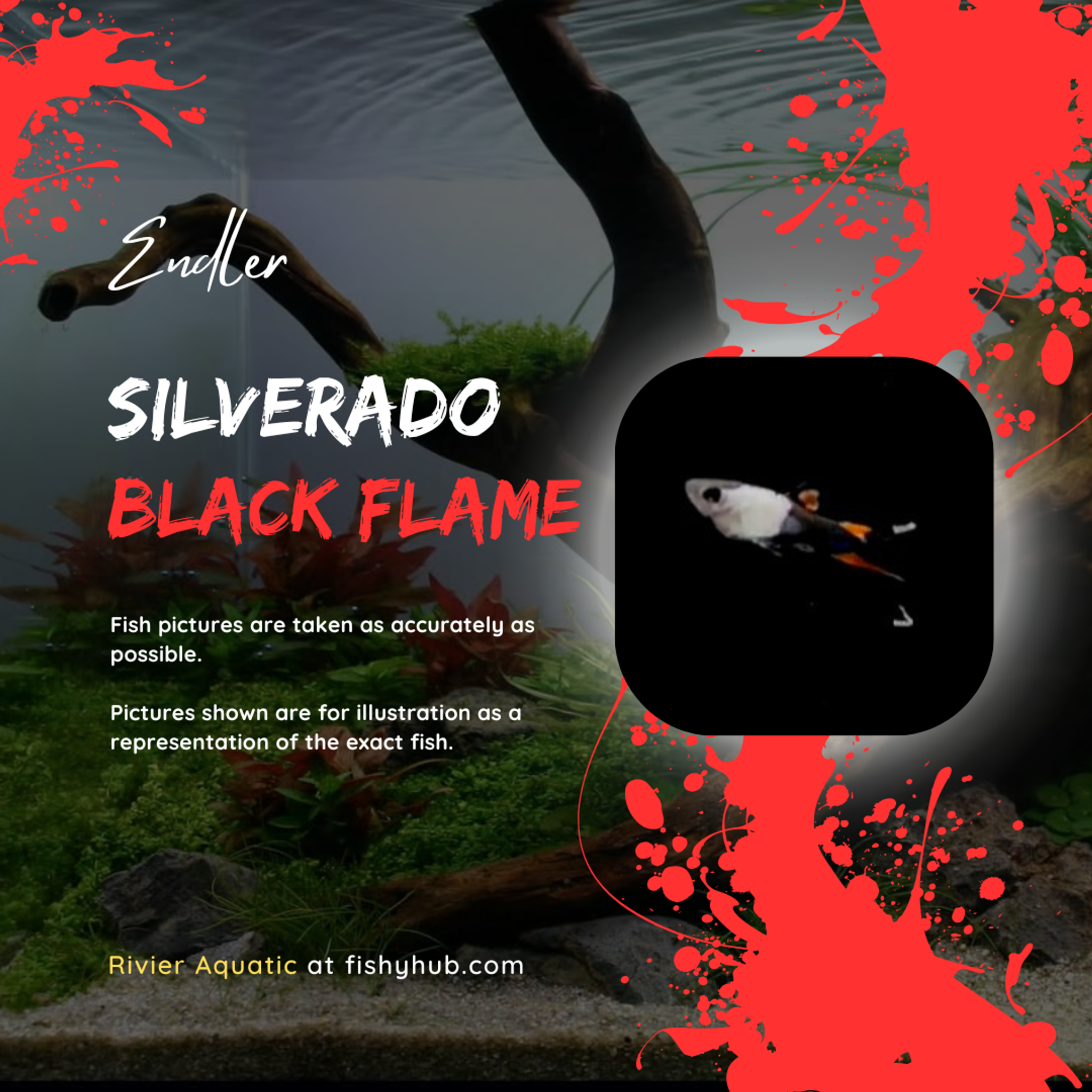Endler Silverado Black Flame