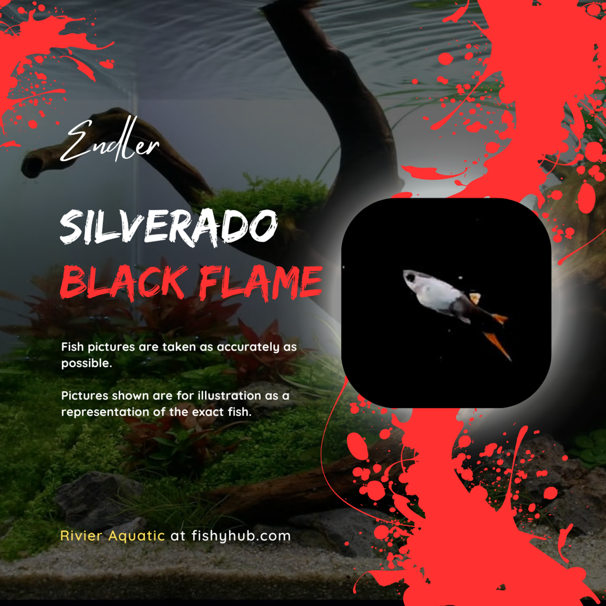 Endler Silverado Black Flame