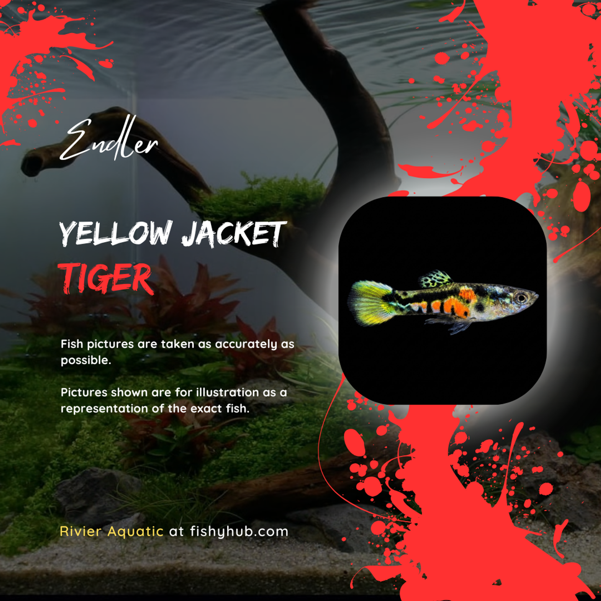 Endler Yellow Jacket Tiger