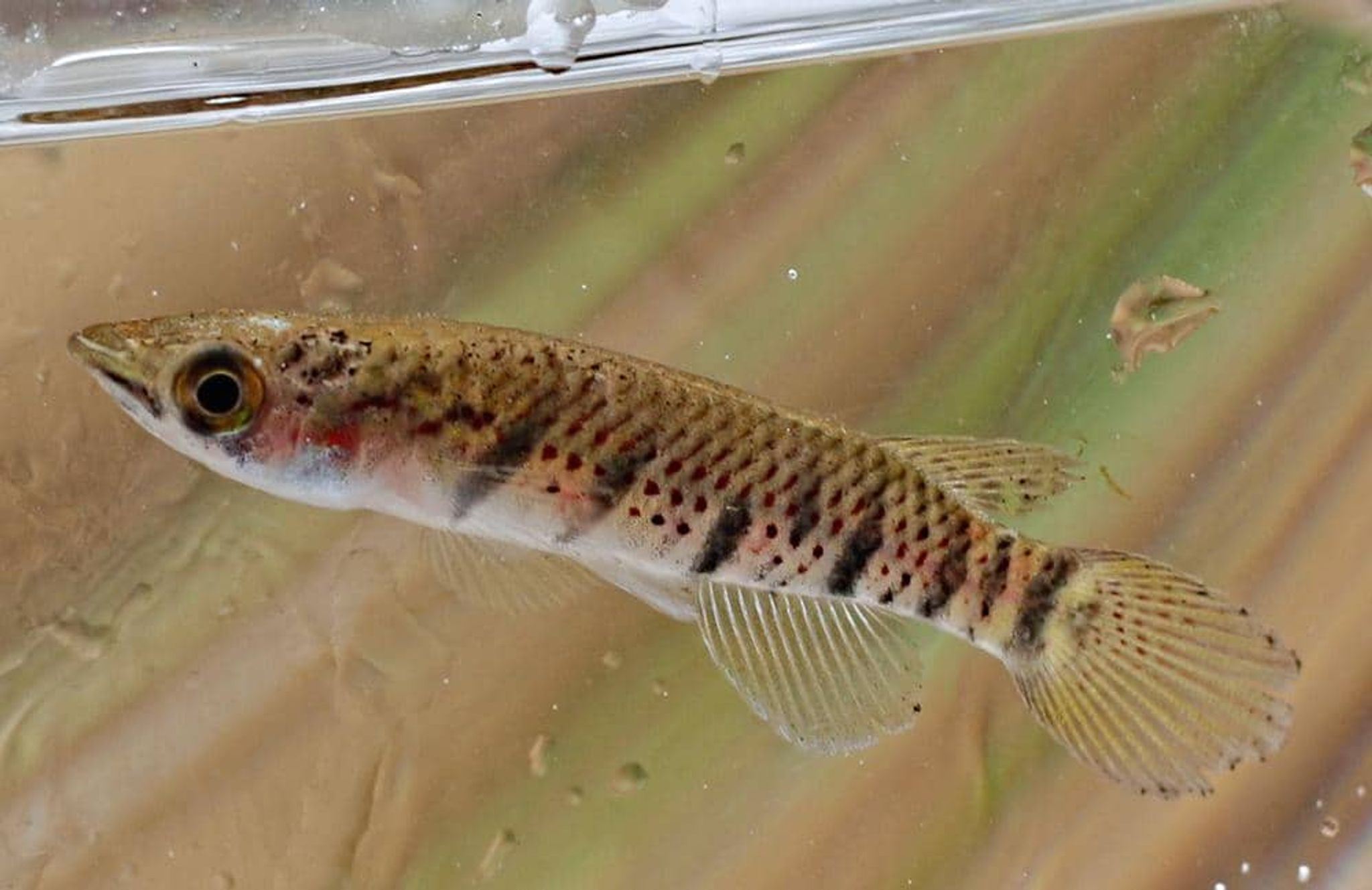 Epiplatys sexfasciatus