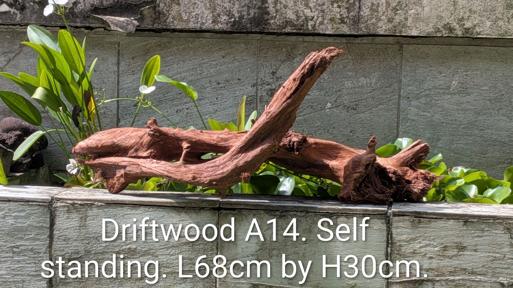 Extra large beautiful shaped Malayan driftwood with cave
