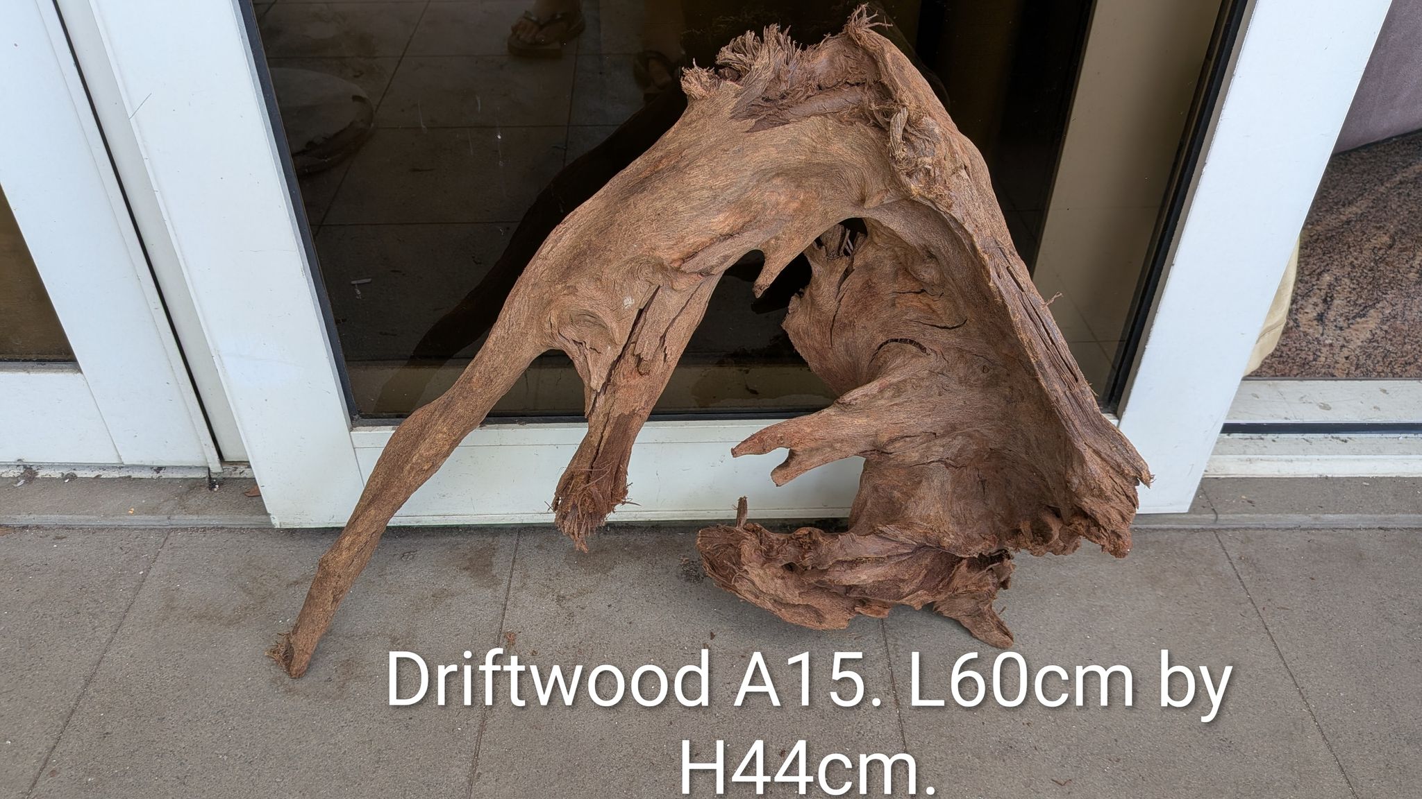 Extra large beautiful shaped Malayan driftwood.