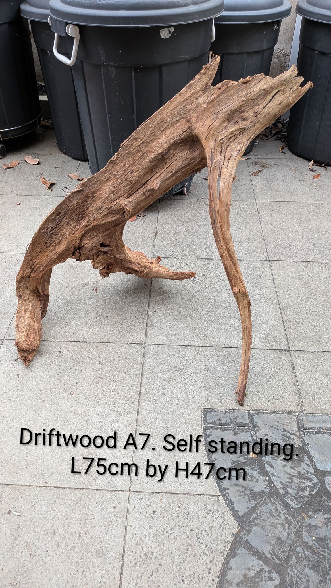 Extra tall beautiful shaped Malayan driftwood