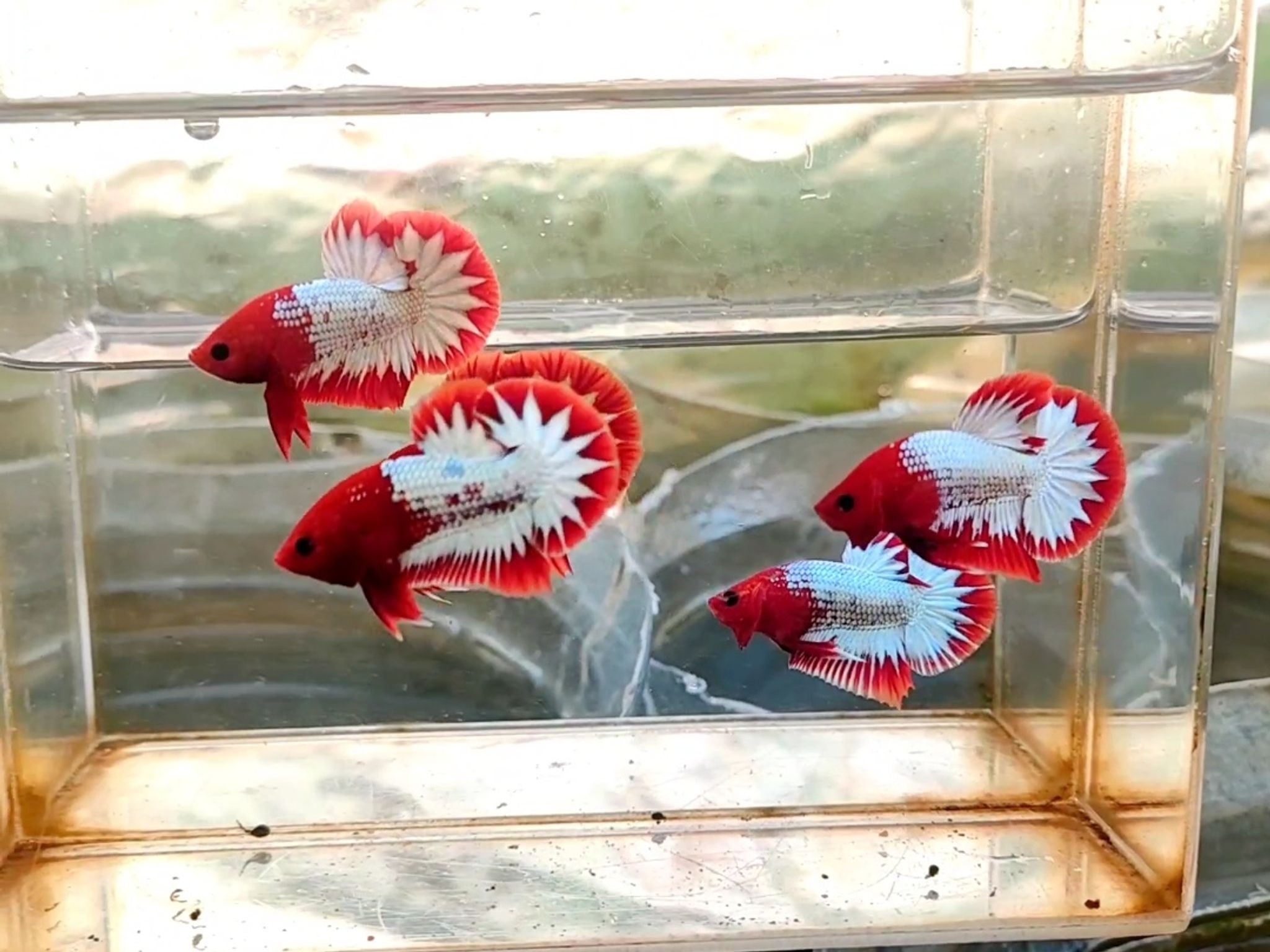 FCCP RED STAR TAIL