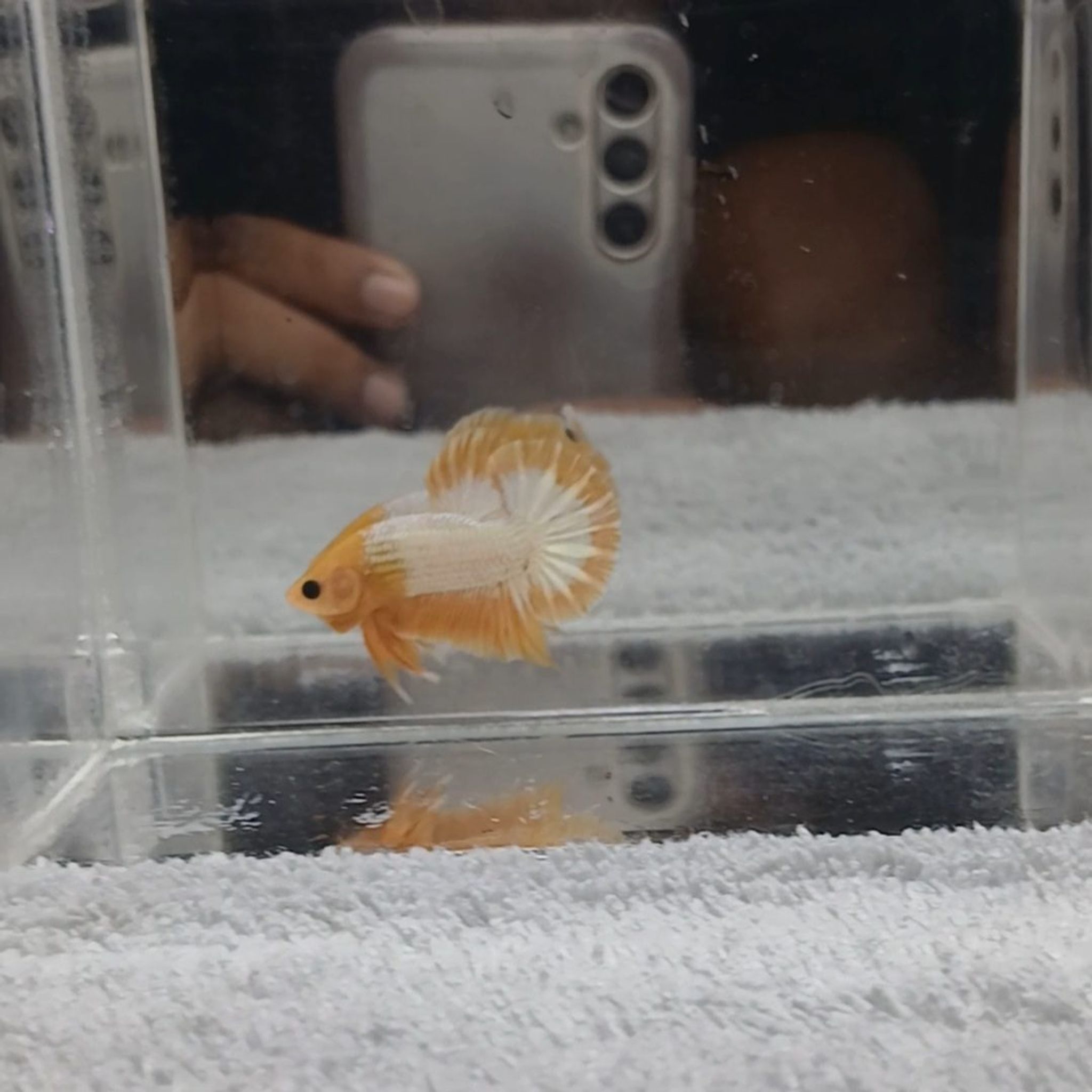 FCCP YELLOW