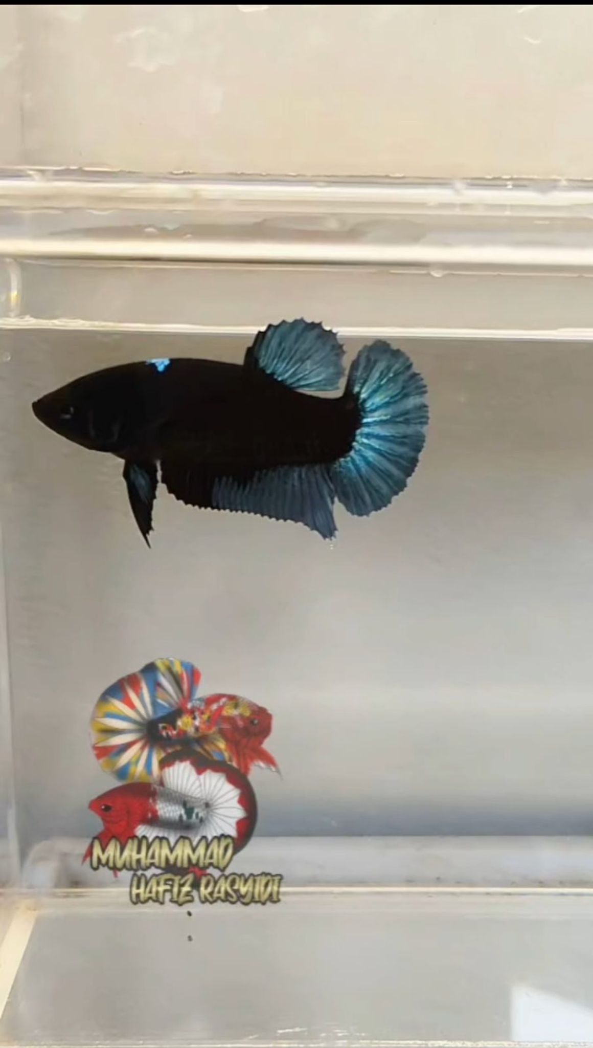FEMALE BLACK LIGHT